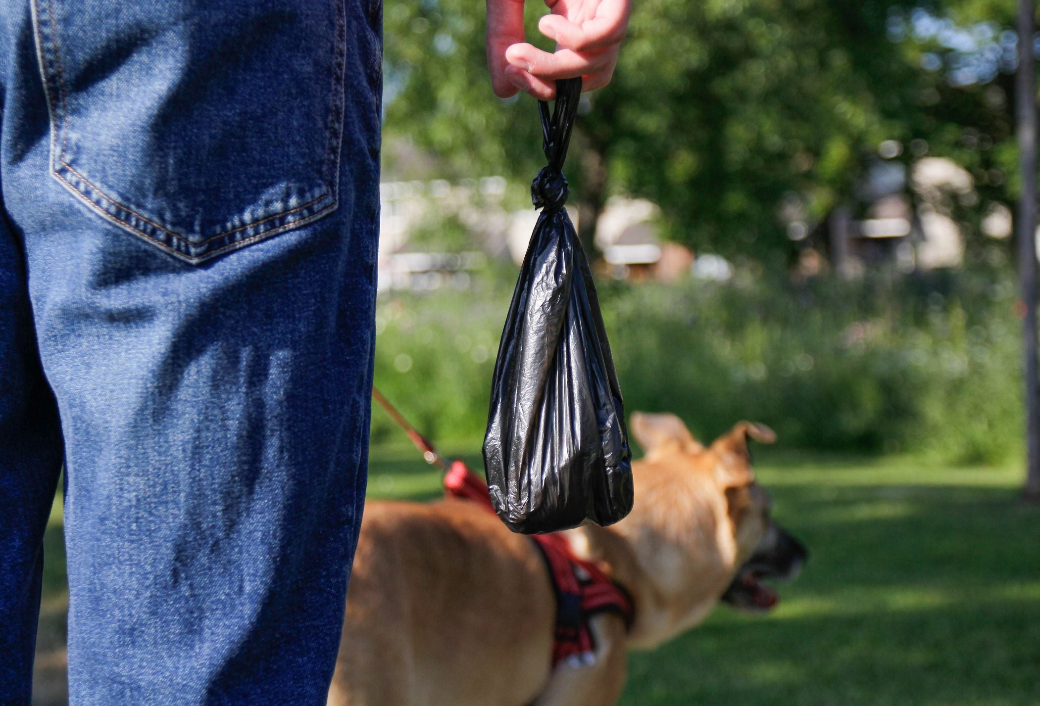 Person hält eine gefüllte Hundekot-Tüte, im Hintergrund ein Hund an der Leine im Park.