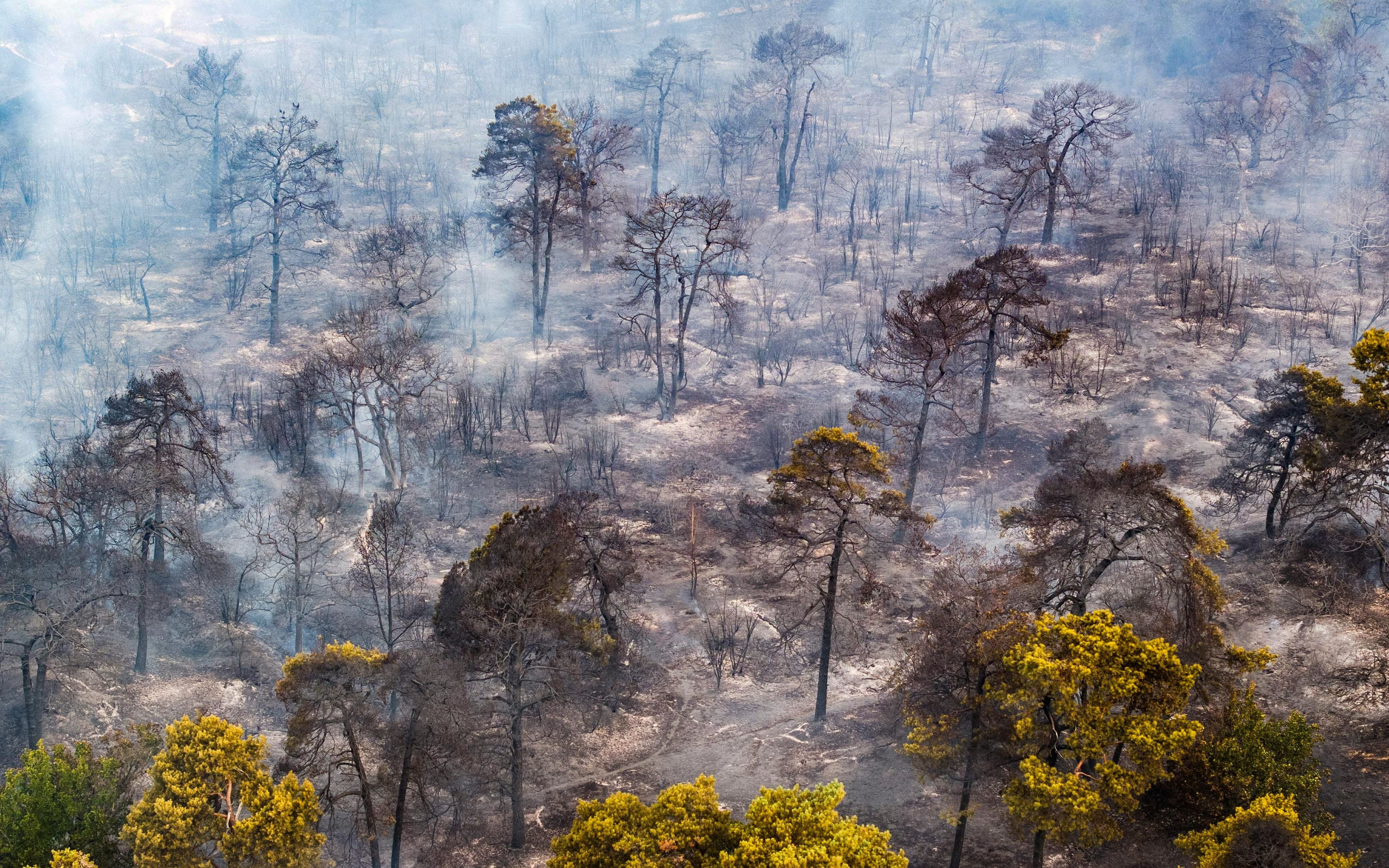 Von Rauch und Asche bedeckter verbrannter Wald nach einem großen Waldbrand in den Niederlanden.