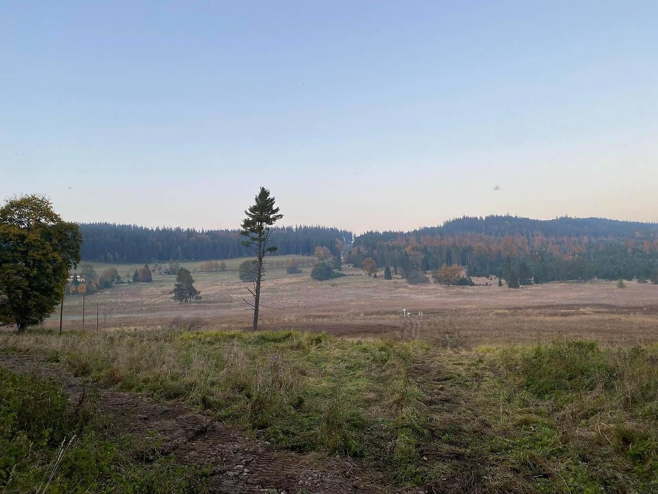 Weite Wiesenlandschaft mit einzelnen Bäumen und Wald im Hintergrund bei klarem Himmel.