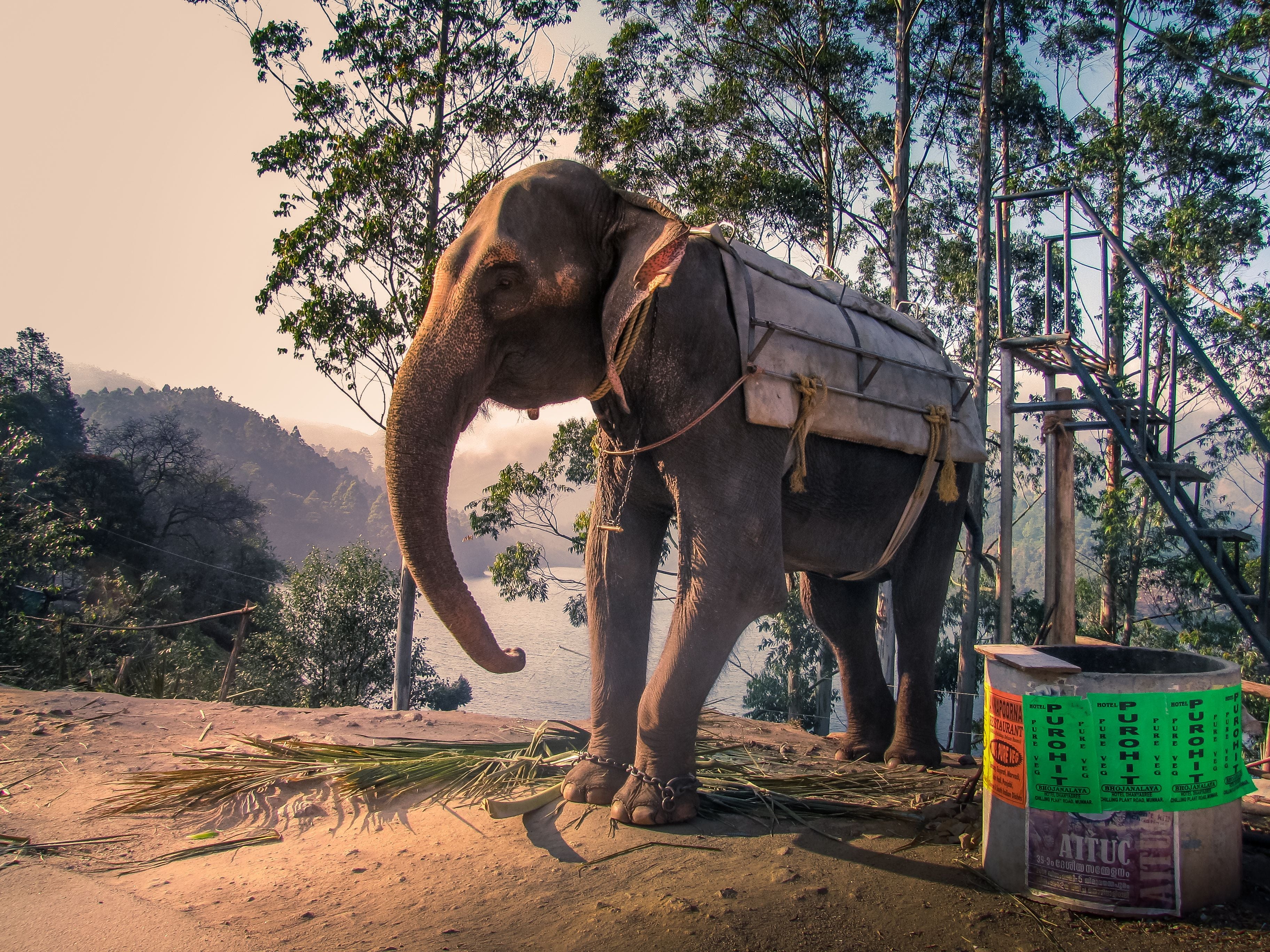 Ein Elefant mit Ausrüstung steht auf sandigem Boden neben Bäumen und Blick auf einen Fluss.