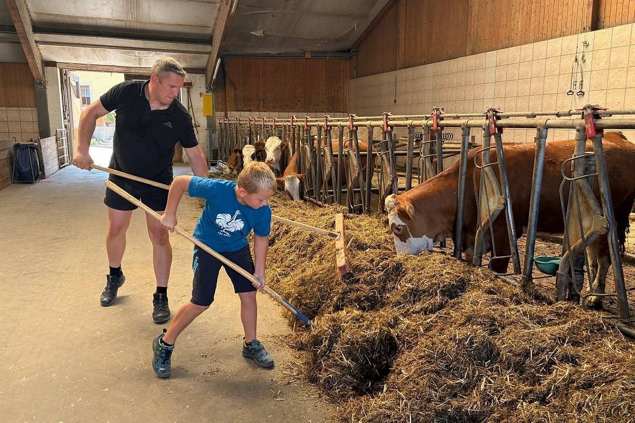 Ein Mann und ein Junge füttern gemeinsam Kühe im Stall mit Heu und Futter.