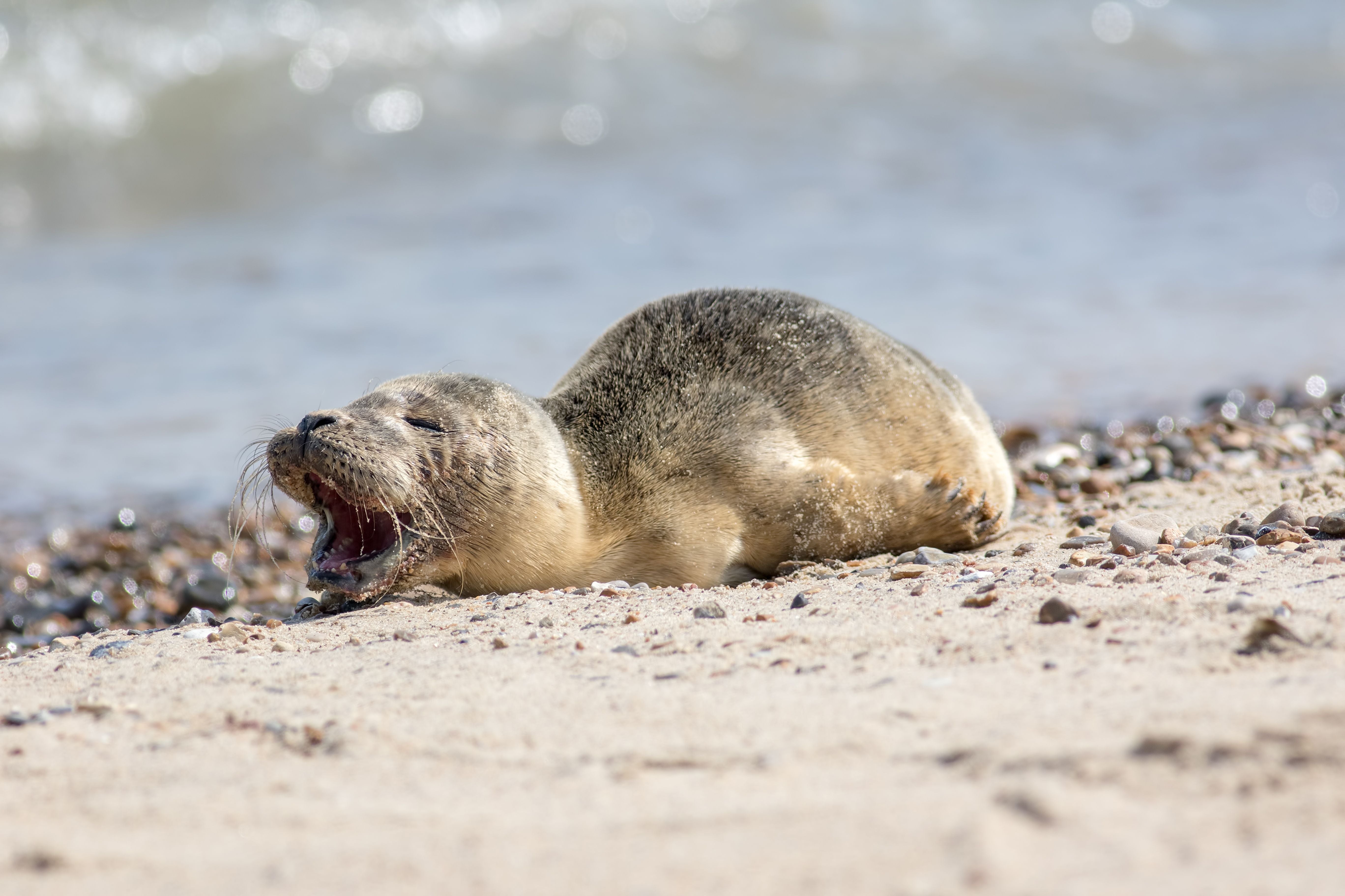 Junges Seehundbaby liegt am Strand und ruft mit geöffnetem Maul nach seiner Mutter.