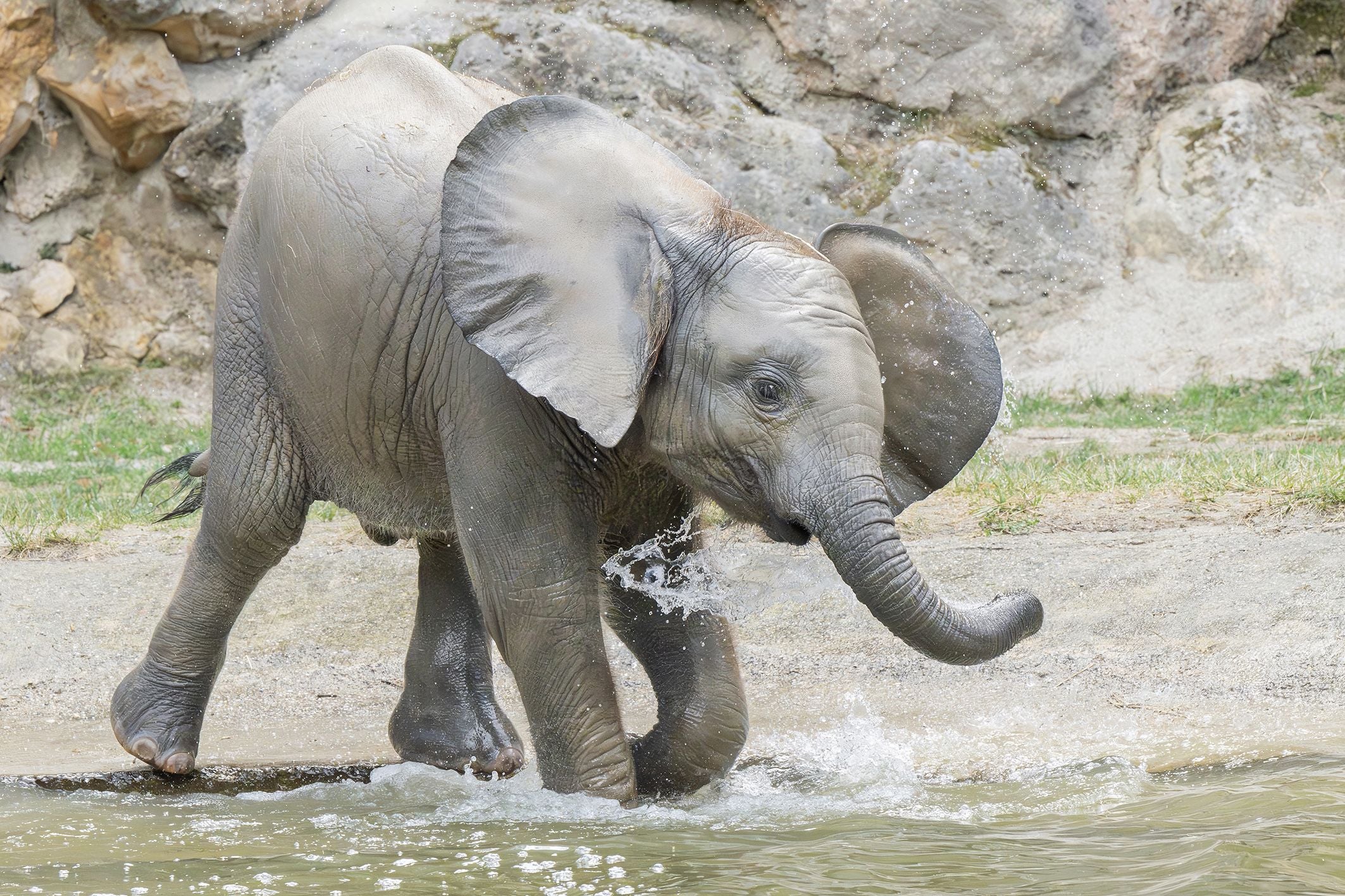 Ein junger Elefant spielt am Rand eines Wasserbeckens und spritzt mit seinem Rüssel Wasser.