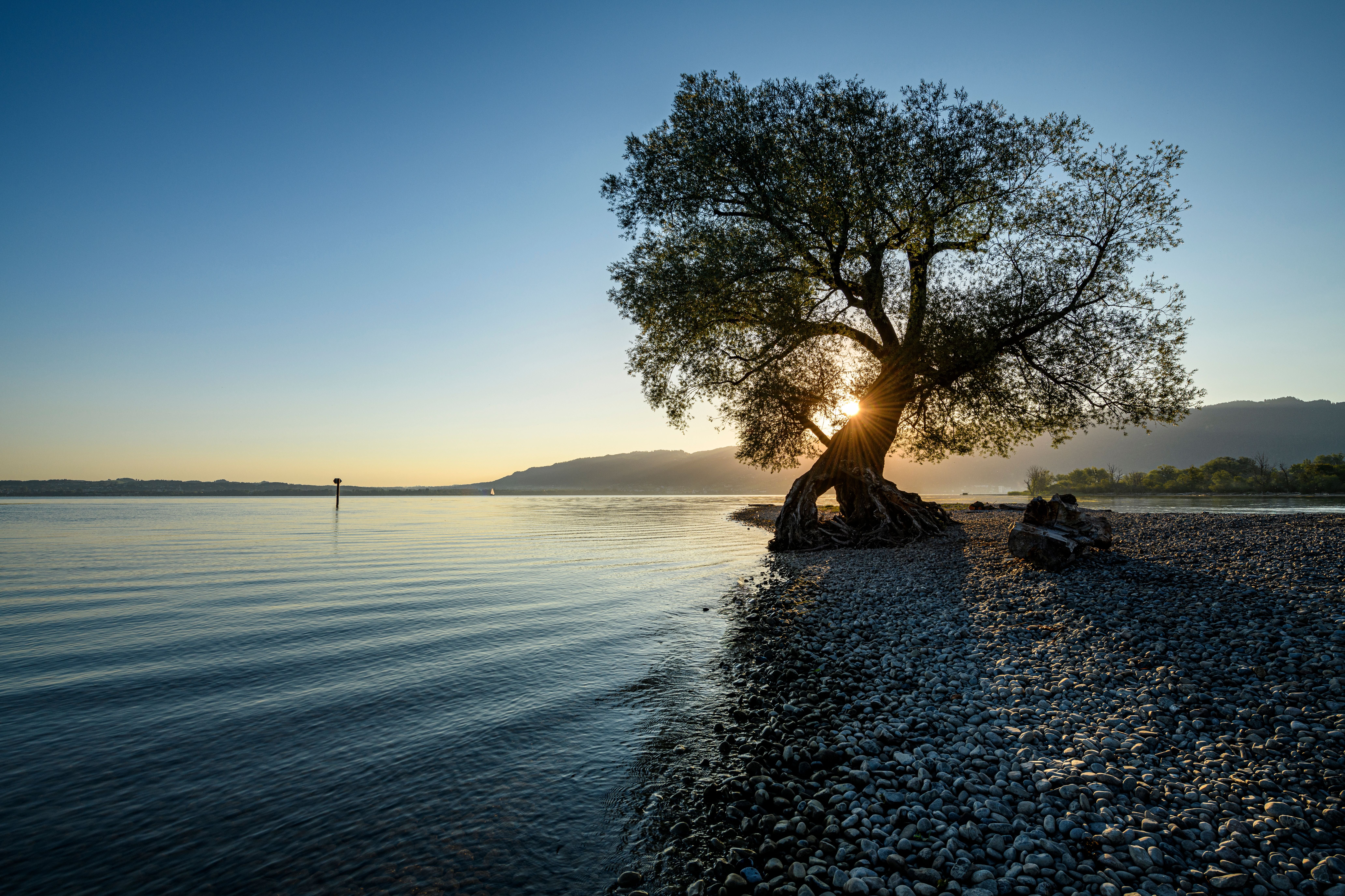 Großer Baum am Kiesufer des Bodensees, Sonnenaufgang im Hintergrund, ruhiges Wasser.