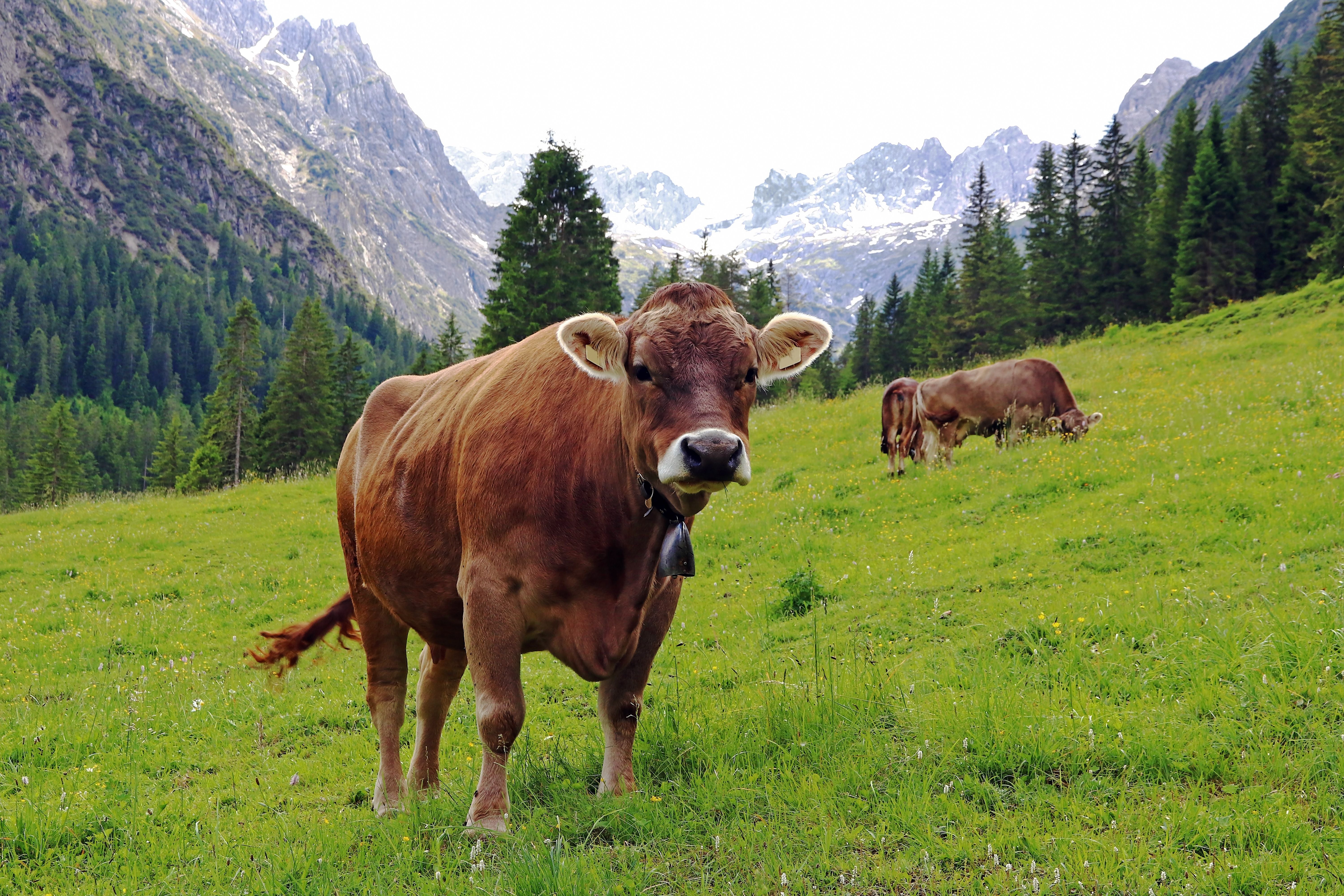 Junge braune Kühe mit Kuhglocken weiden auf einer Almwiese in den Bergen Österreichs.