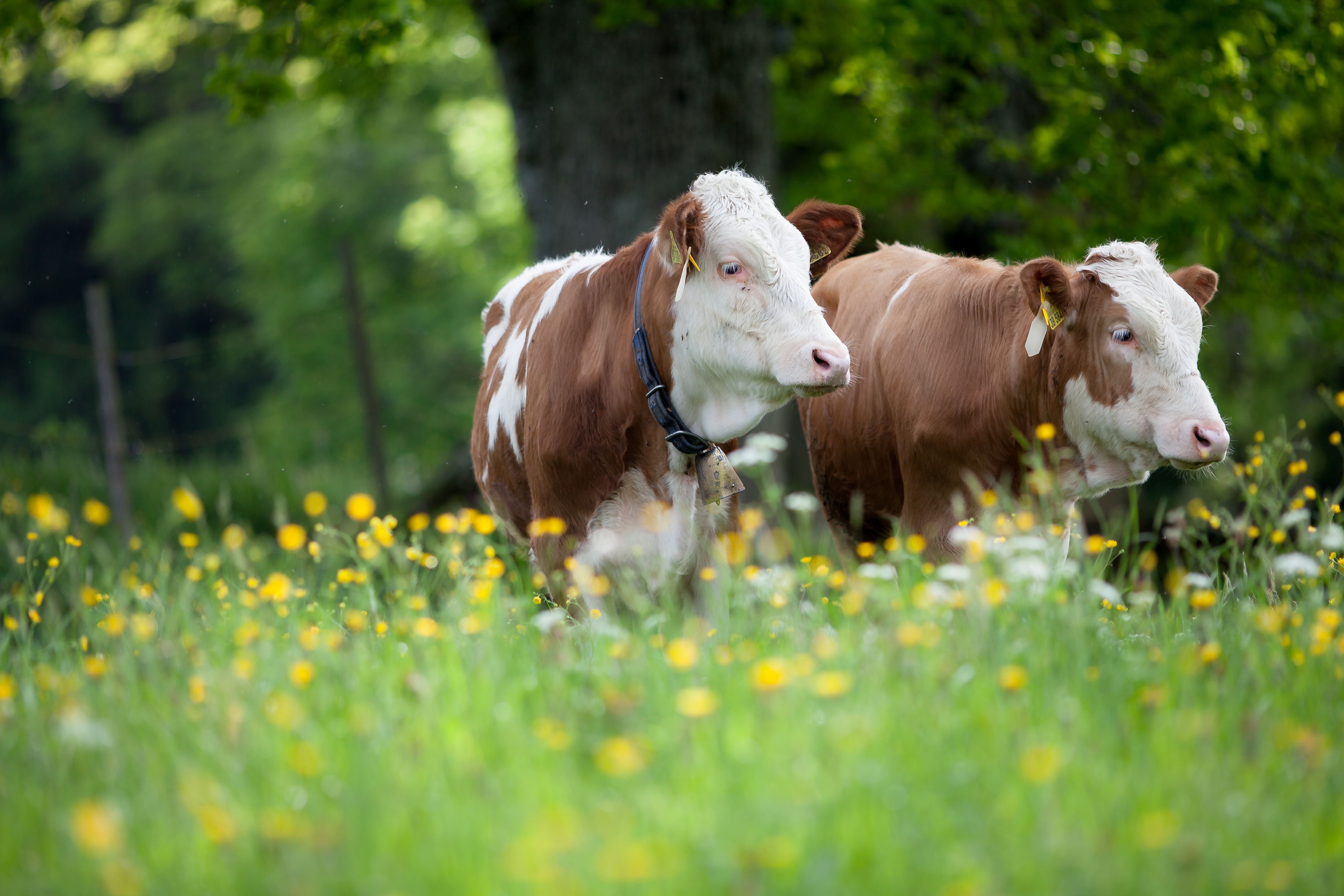 Zwei braun-weiße Kühe mit Kuhglocke stehen auf einer bunten Wiese in den Alpen.