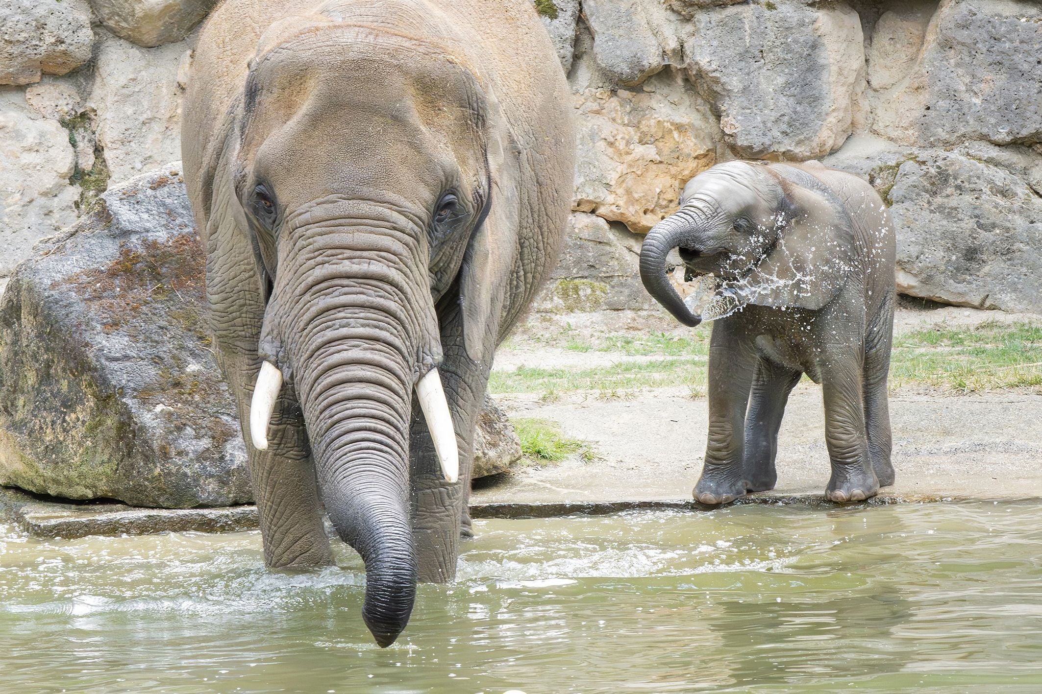 Ein erwachsener und ein junger Elefant kühlen sich im Wasser und spritzen mit ihren Rüsseln.