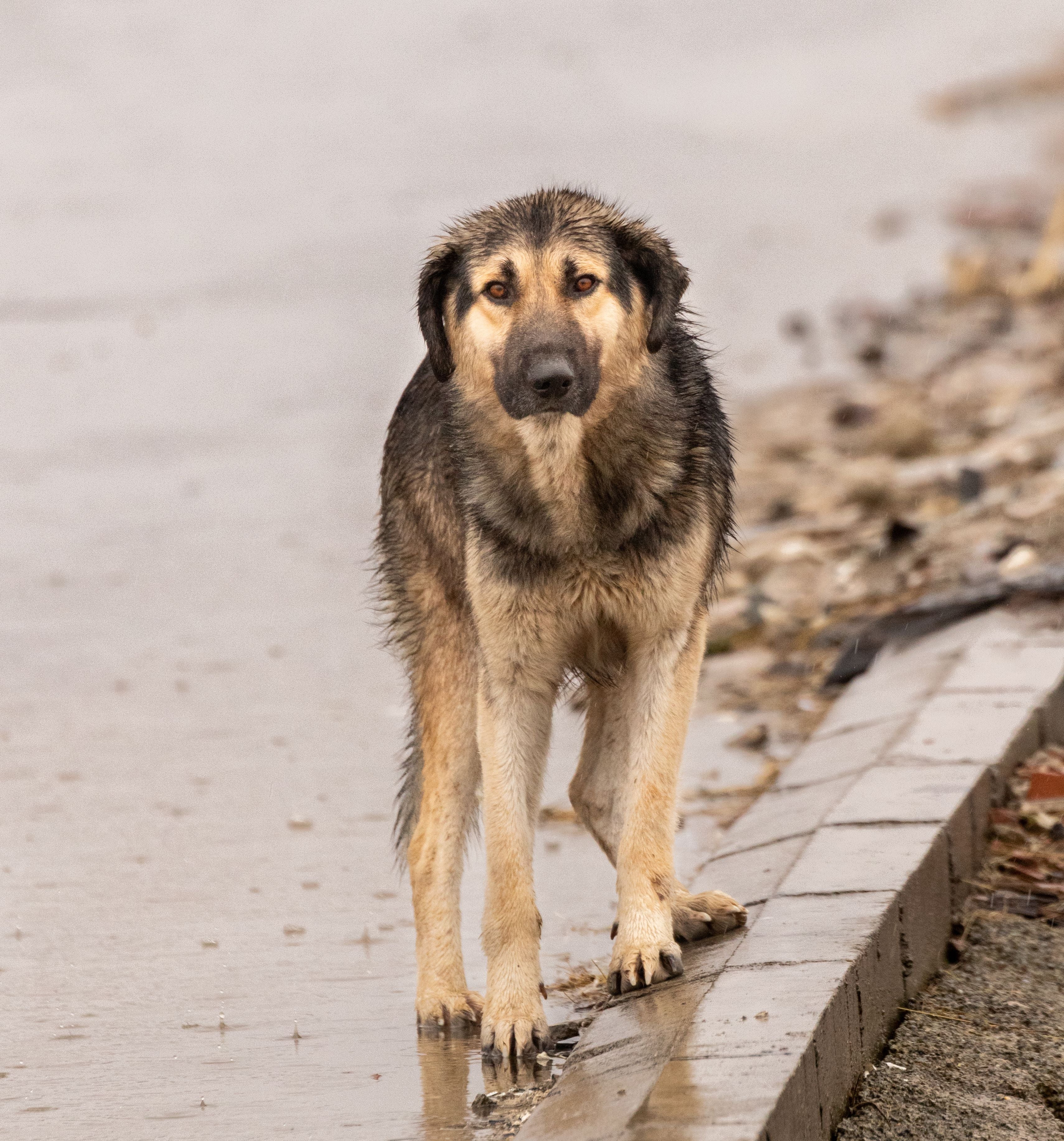 Nasser streunender Hund steht am Straßenrand auf nassem Boden und schaut in die Kamera.