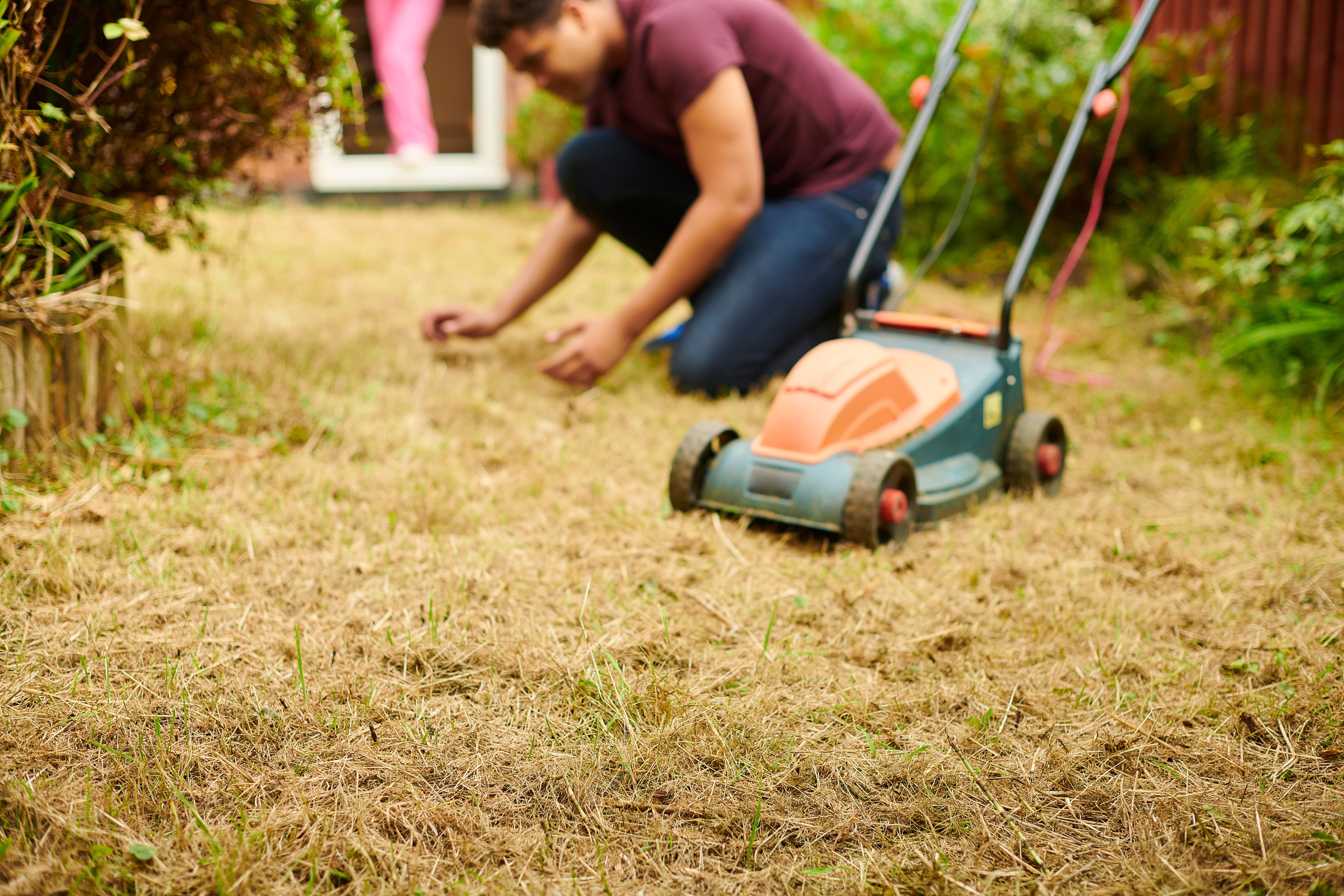 Person jätet Unkraut auf vertrocknetem Rasen neben einem Rasenmäher im Garten.