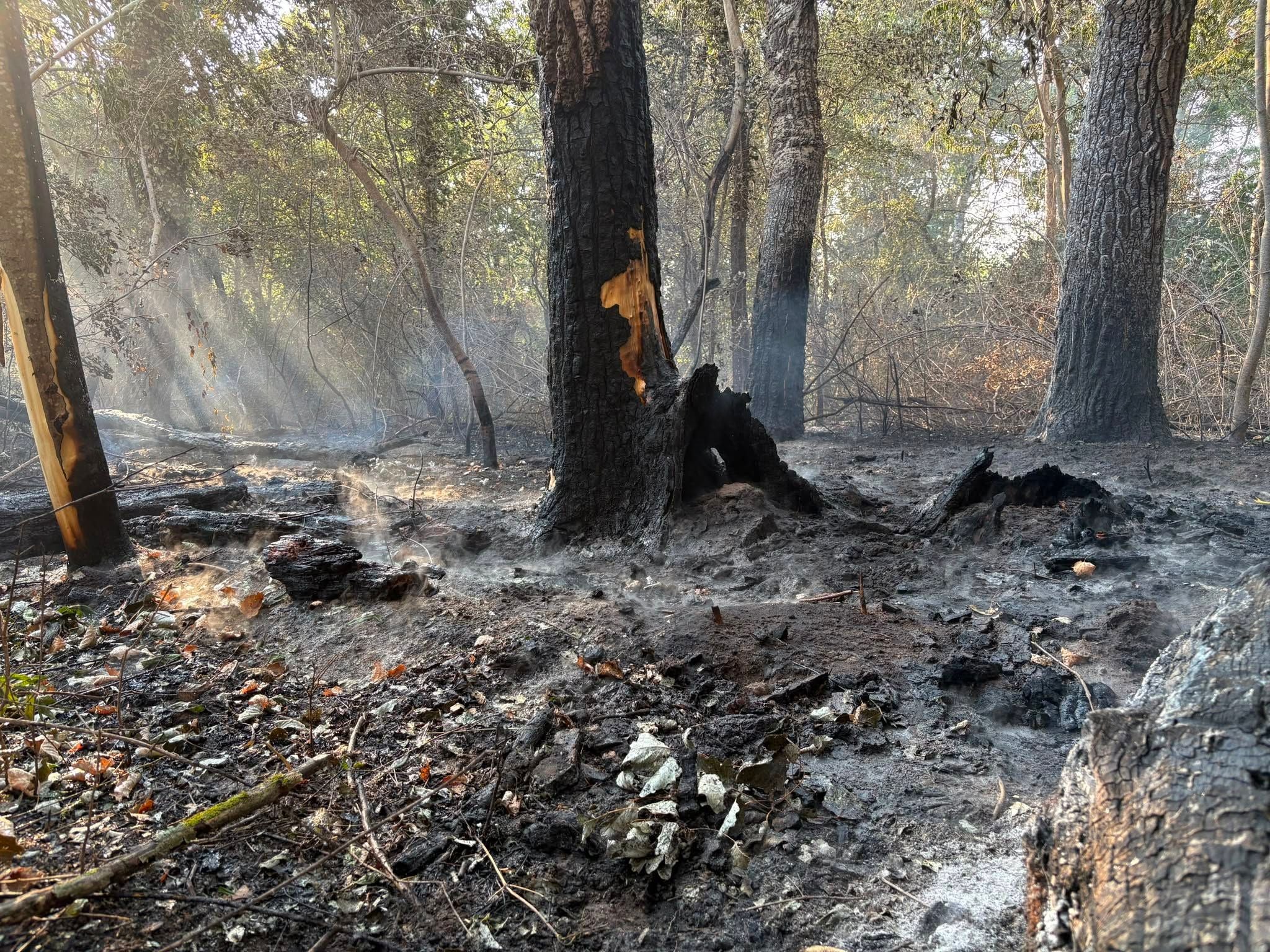 Verkohlter Waldboden und verbrannte Bäume nach einem Vegetationsbrand in der Lobau.
