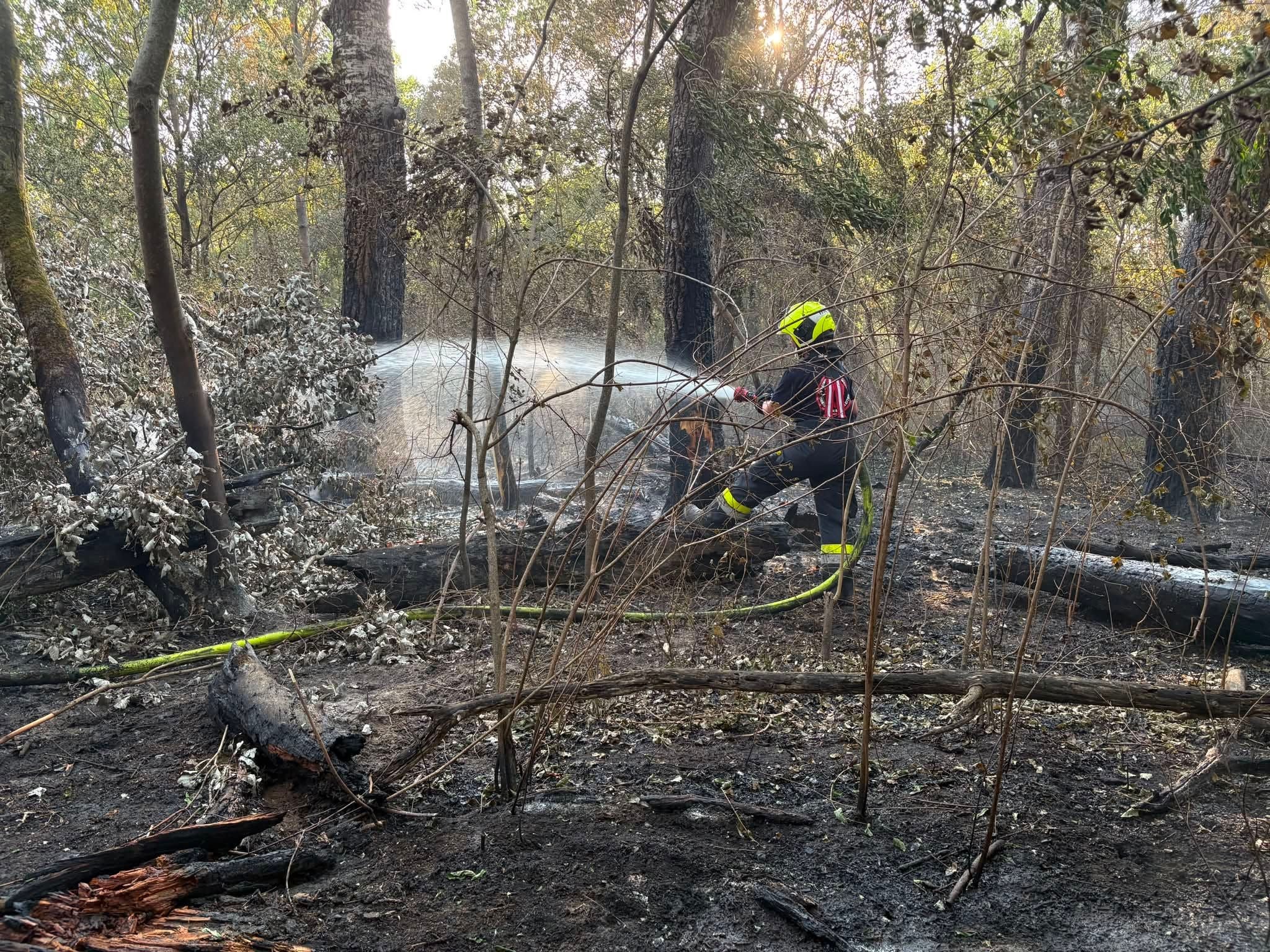 Feuerwehrmann löscht Vegetationsbrand im Waldgebiet mit einem Wasserschlauch.