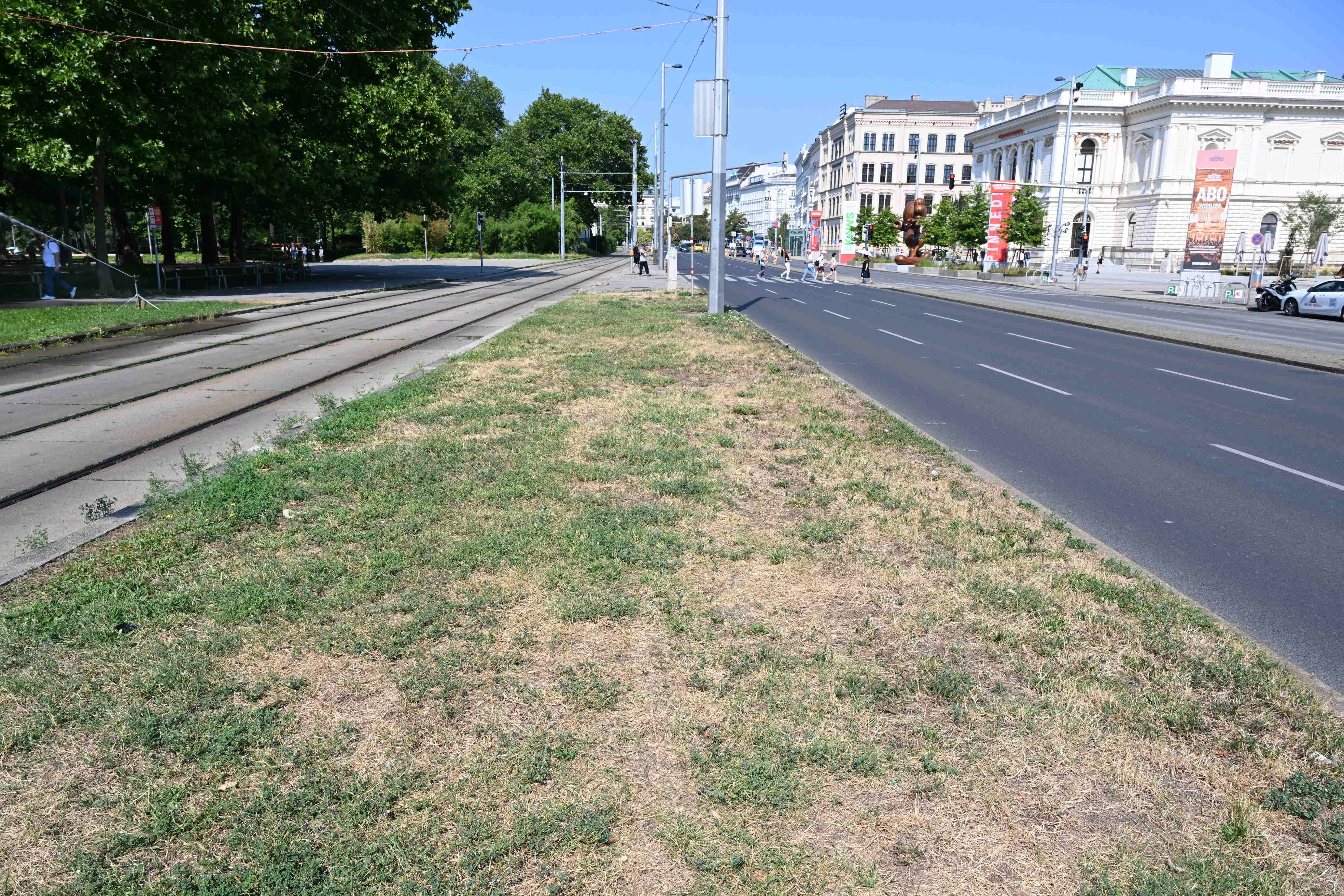 Vertrockneter Rasenstreifen zwischen Straßenbahnschienen und Fahrbahn am Wiener Karlsplatz.