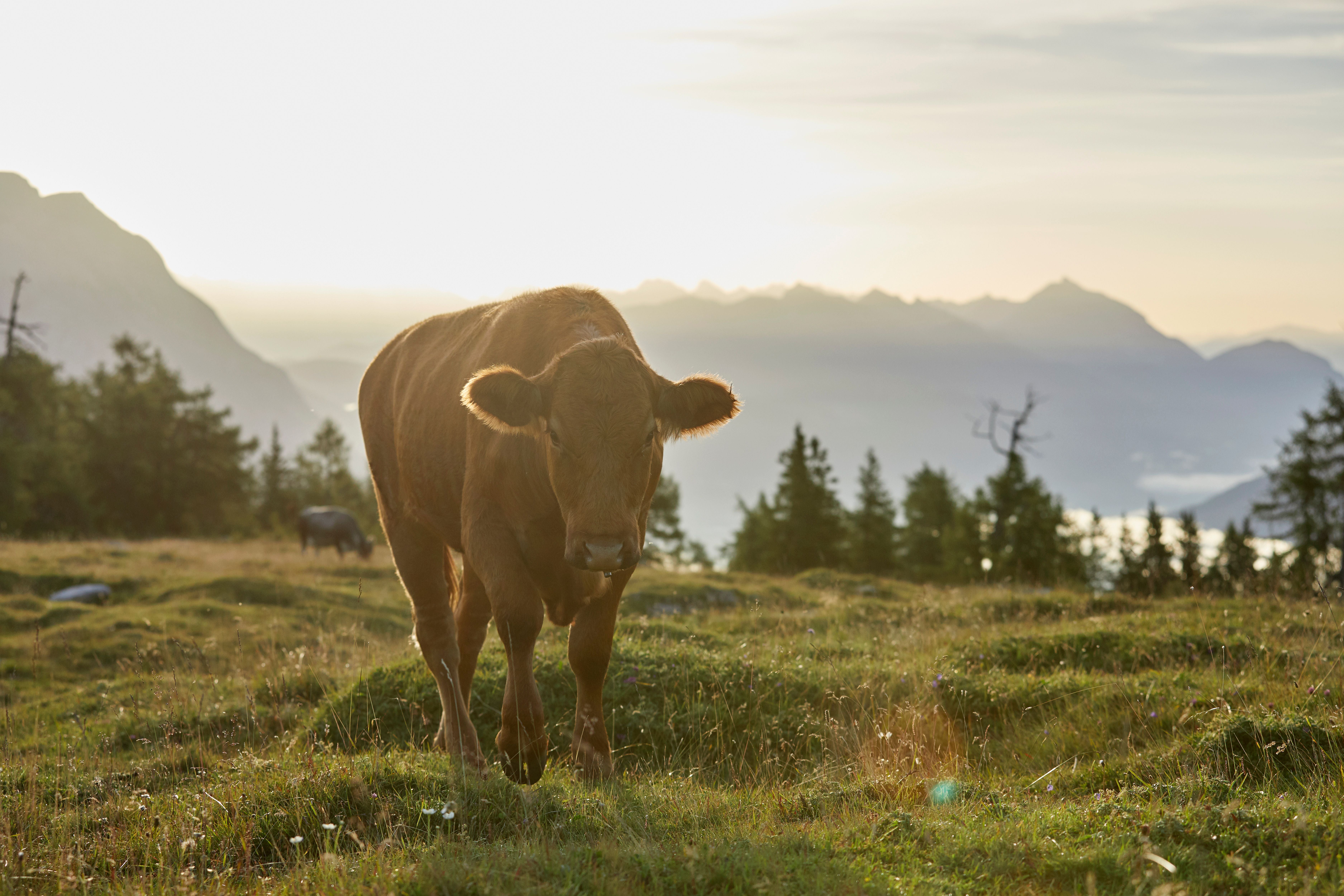 Braune Kuh auf einer Wiese vor Bergen bei Sonnenuntergang.