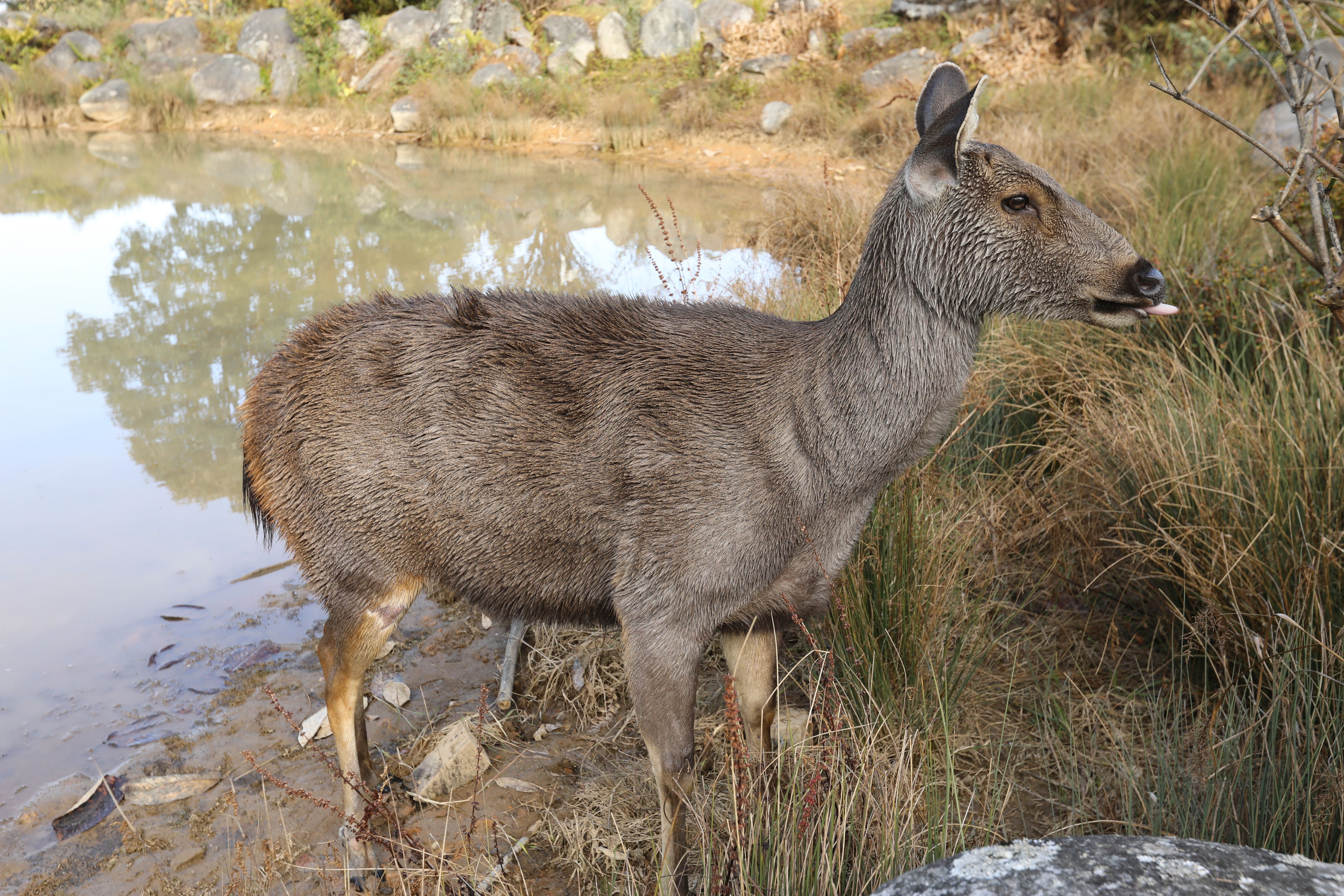 Eine weibliche Sambar-Hirschkuh steht am Ufer eines Sees im Gras.