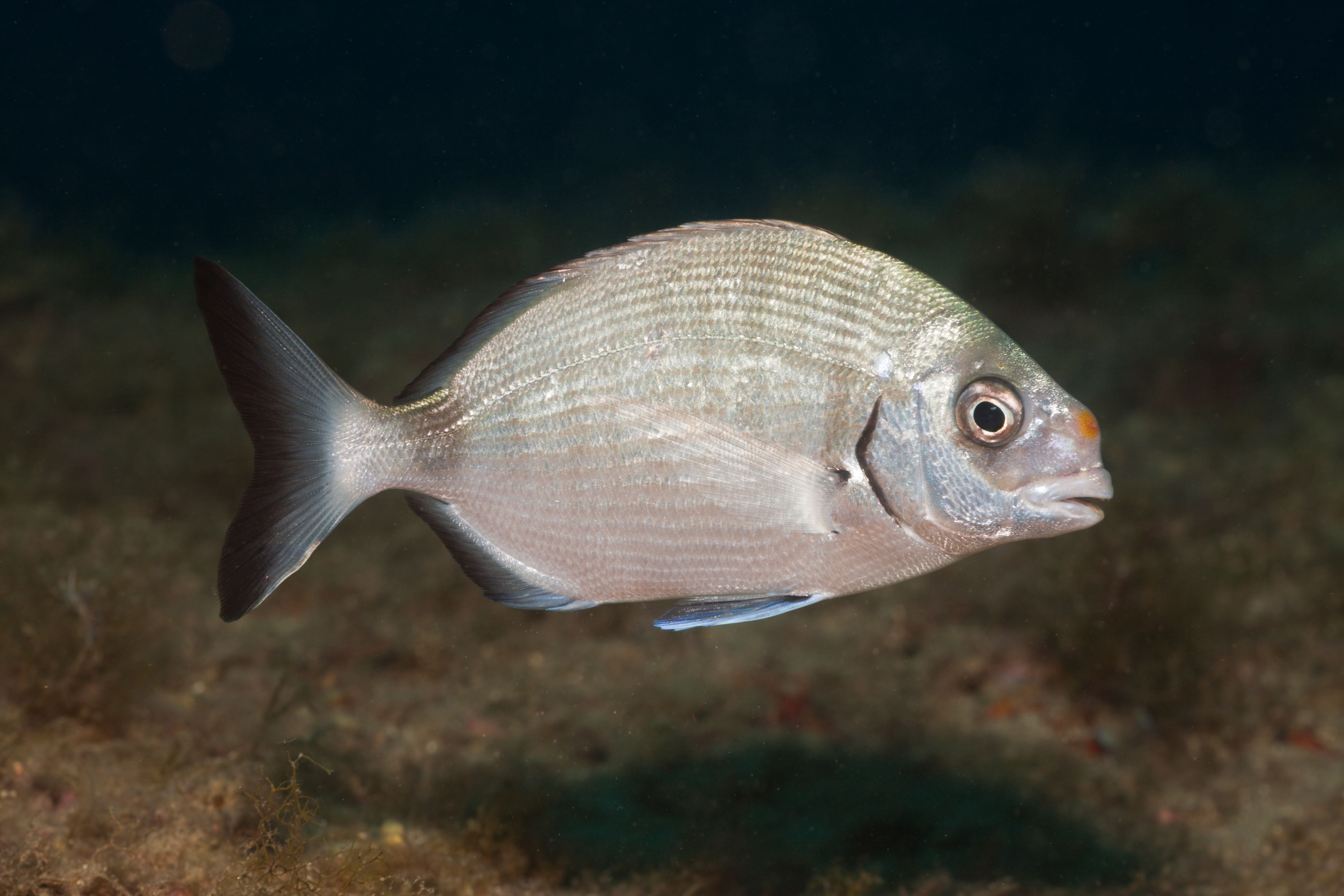 Silberner Meerbrassenfisch schwimmt im Mittelmeer vor einem dunklen Hintergrund.