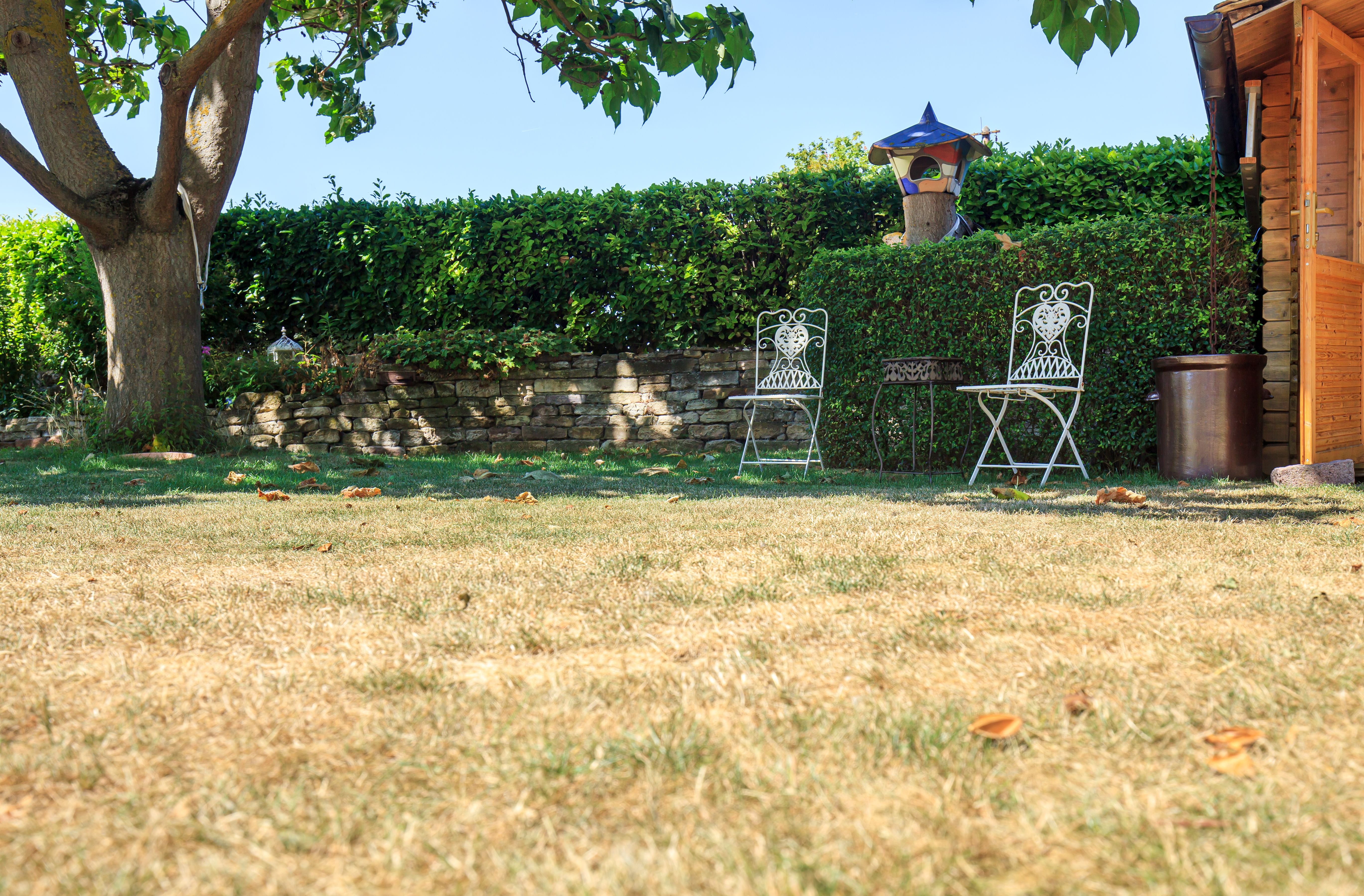 Gepflegter Garten mit braunen, trockenen Grasflächen, zwei weißen Stühlen und Baum im Hintergrund.