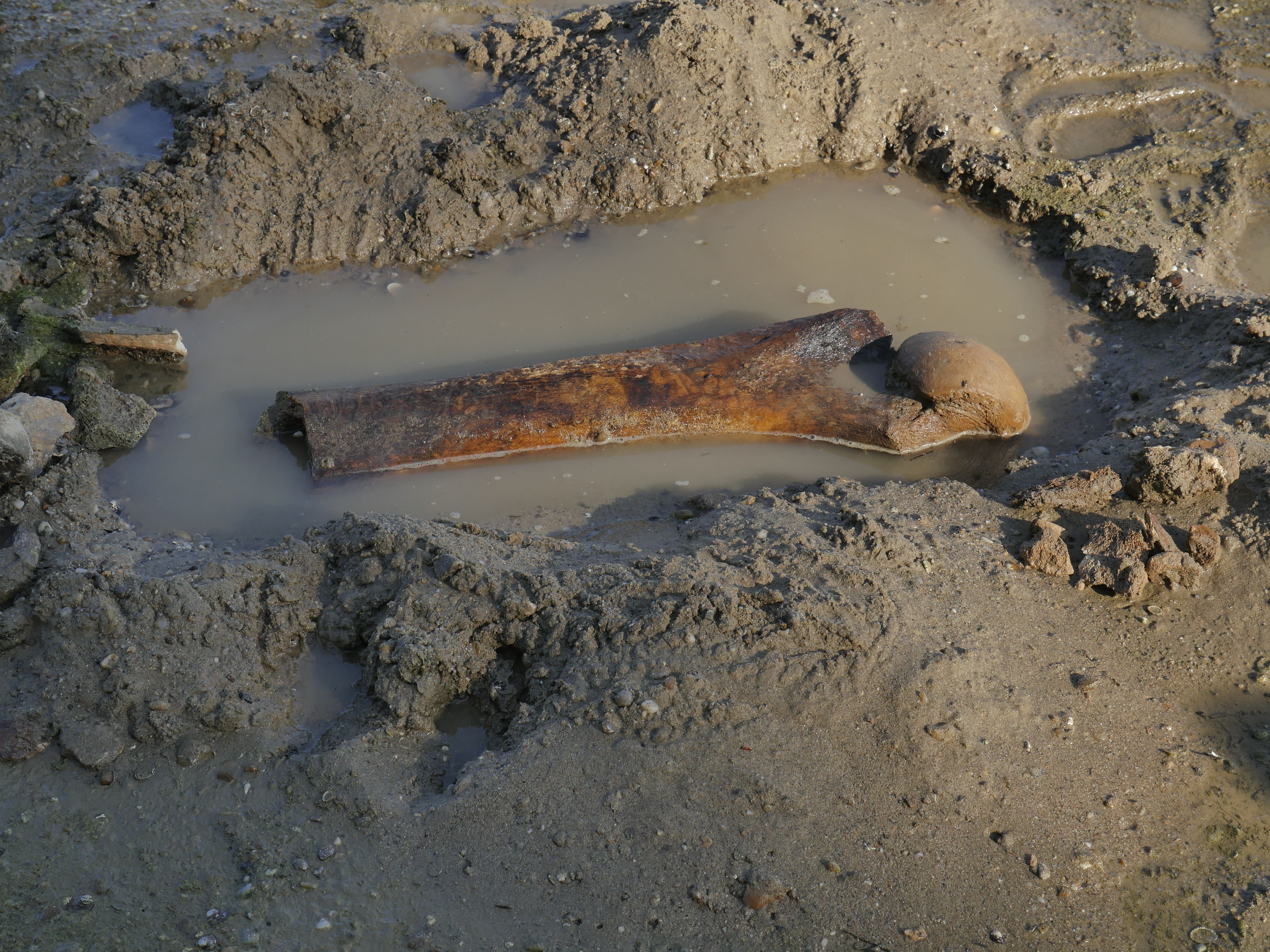 Großer Mammutknochen liegt teilweise im matschigen, wassergefüllten Flussbett.