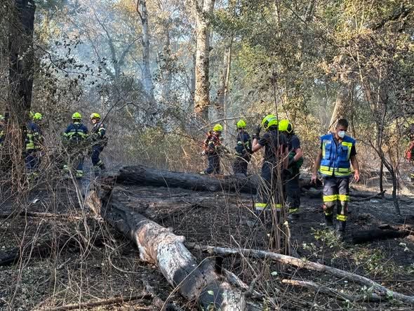 Feuerwehrleute mit Helmen löschen einen Vegetationsbrand im Wald mit umgestürzten Bäumen.