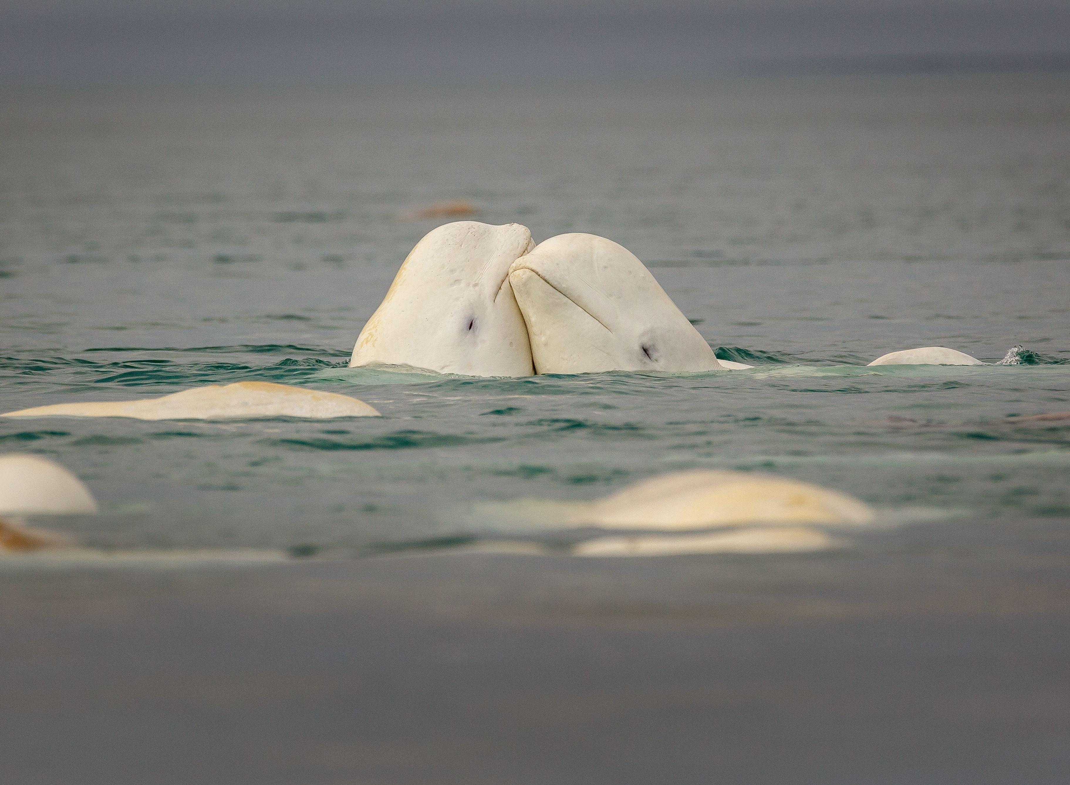 Zwei Belugawale berühren sich freundlich im Wasser vor Somerset Island, Arktis.
