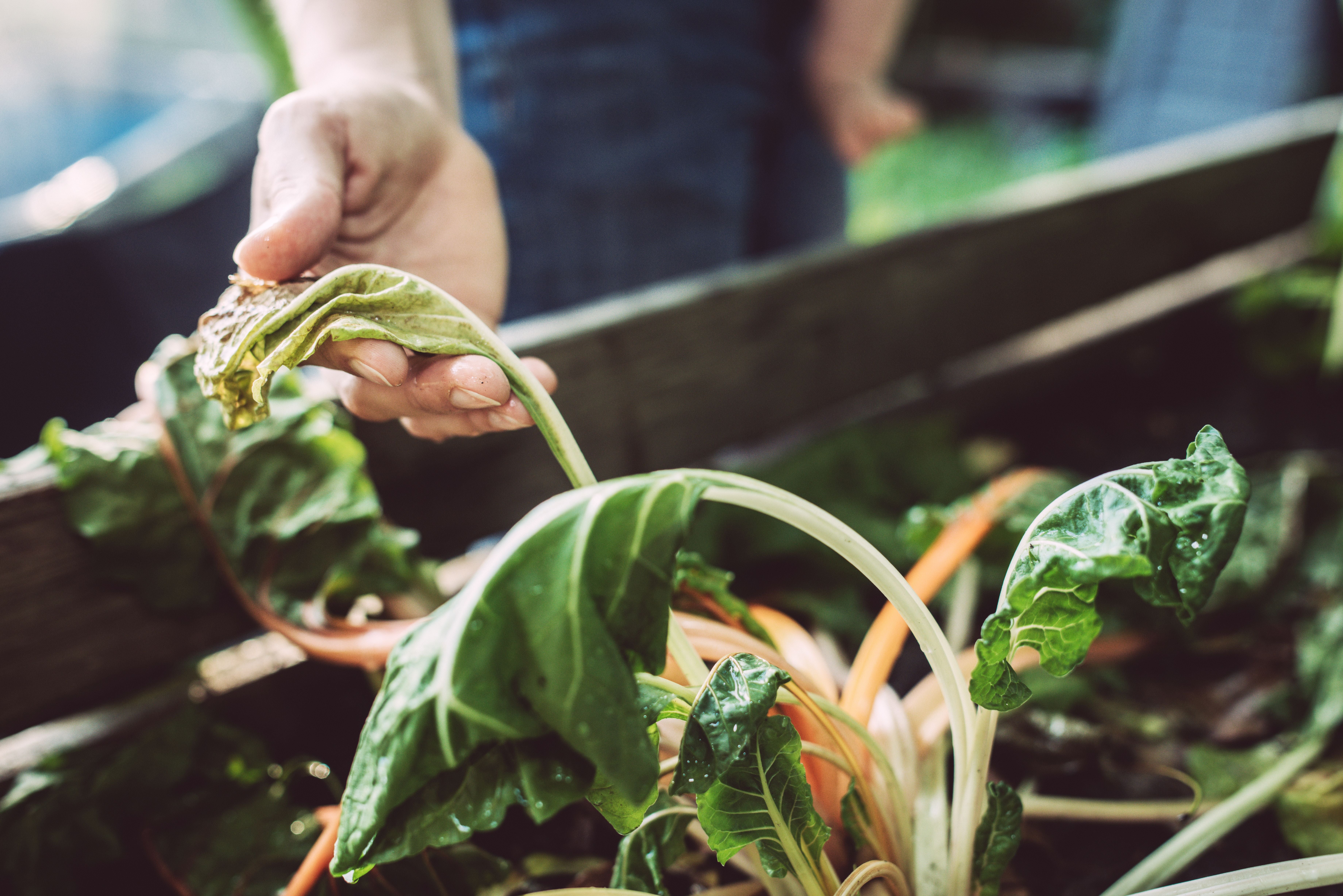 Hand hält verwelkten Mangold in einem Gartenbeet, Nahaufnahme.