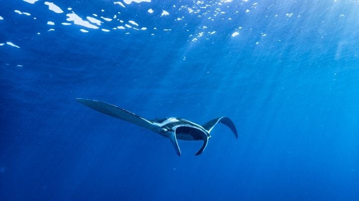 Ein Manta-Rochen schwimmt unter der Wasseroberfläche im klaren blauen Meer.