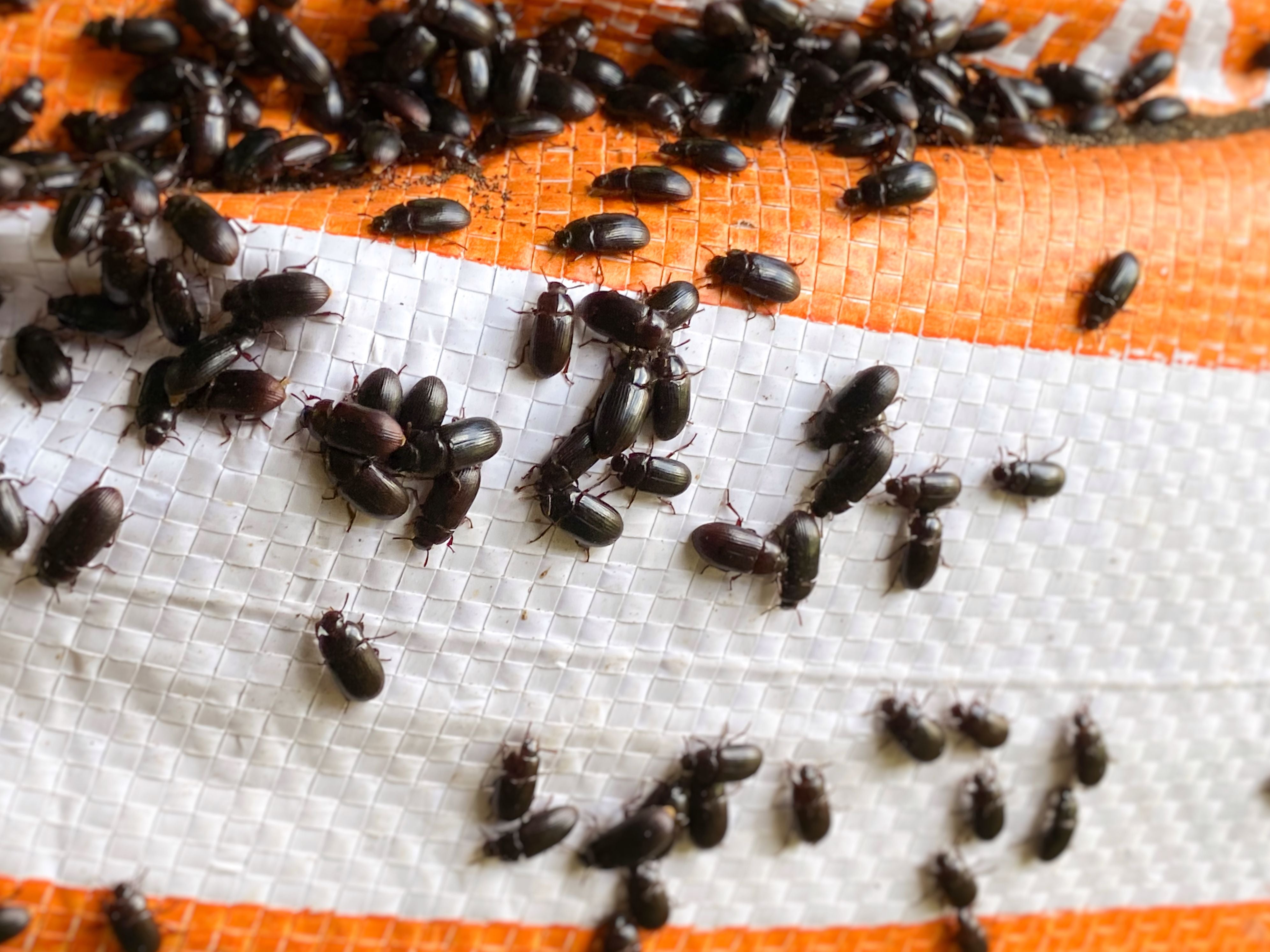 Viele schwarze Käfer krabbeln auf einer weißen und orangefarbenen Kunststoffoberfläche.