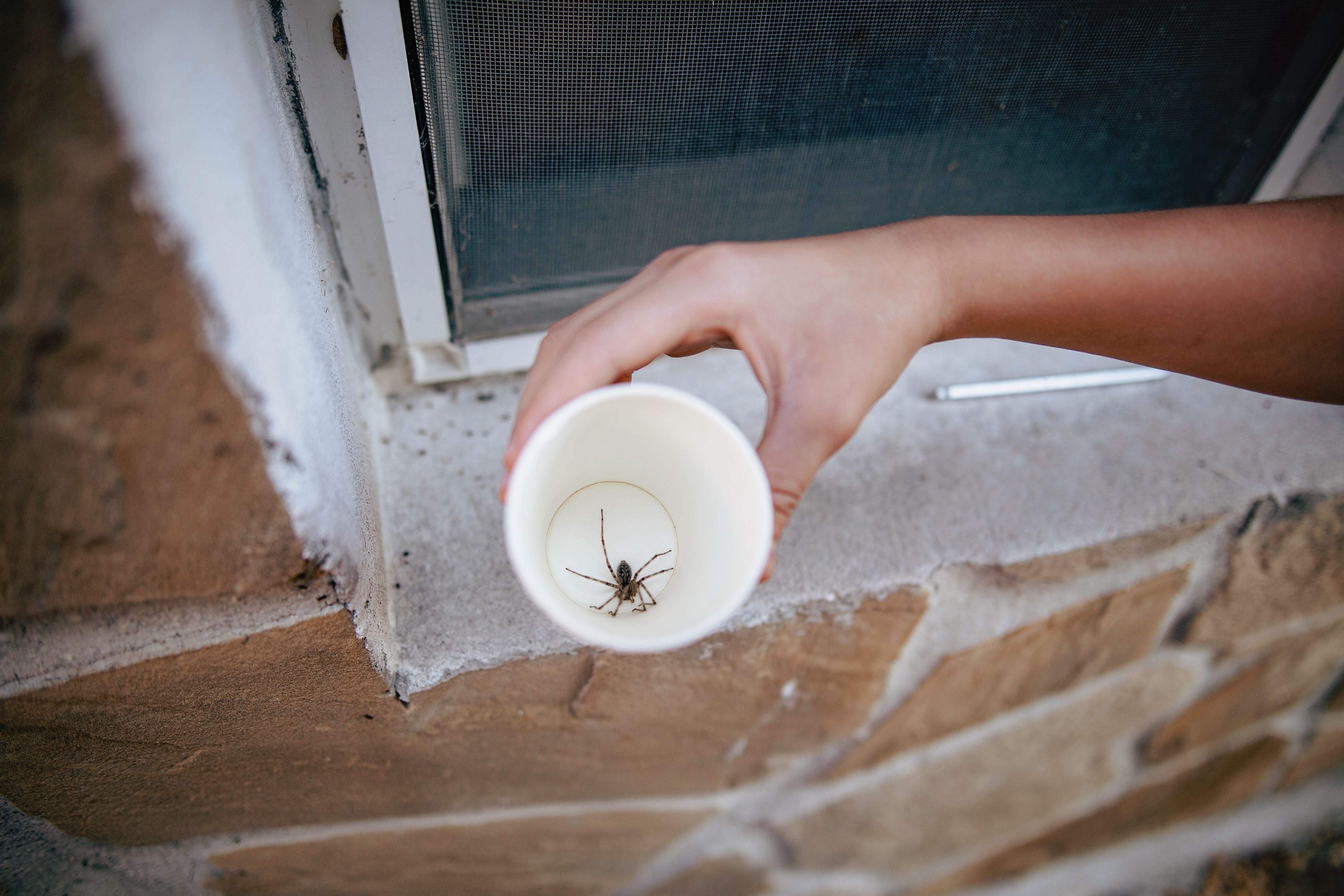 Eine Hand hält einen Pappbecher mit einer gefangenen Spinne darin vor ein Fenster.