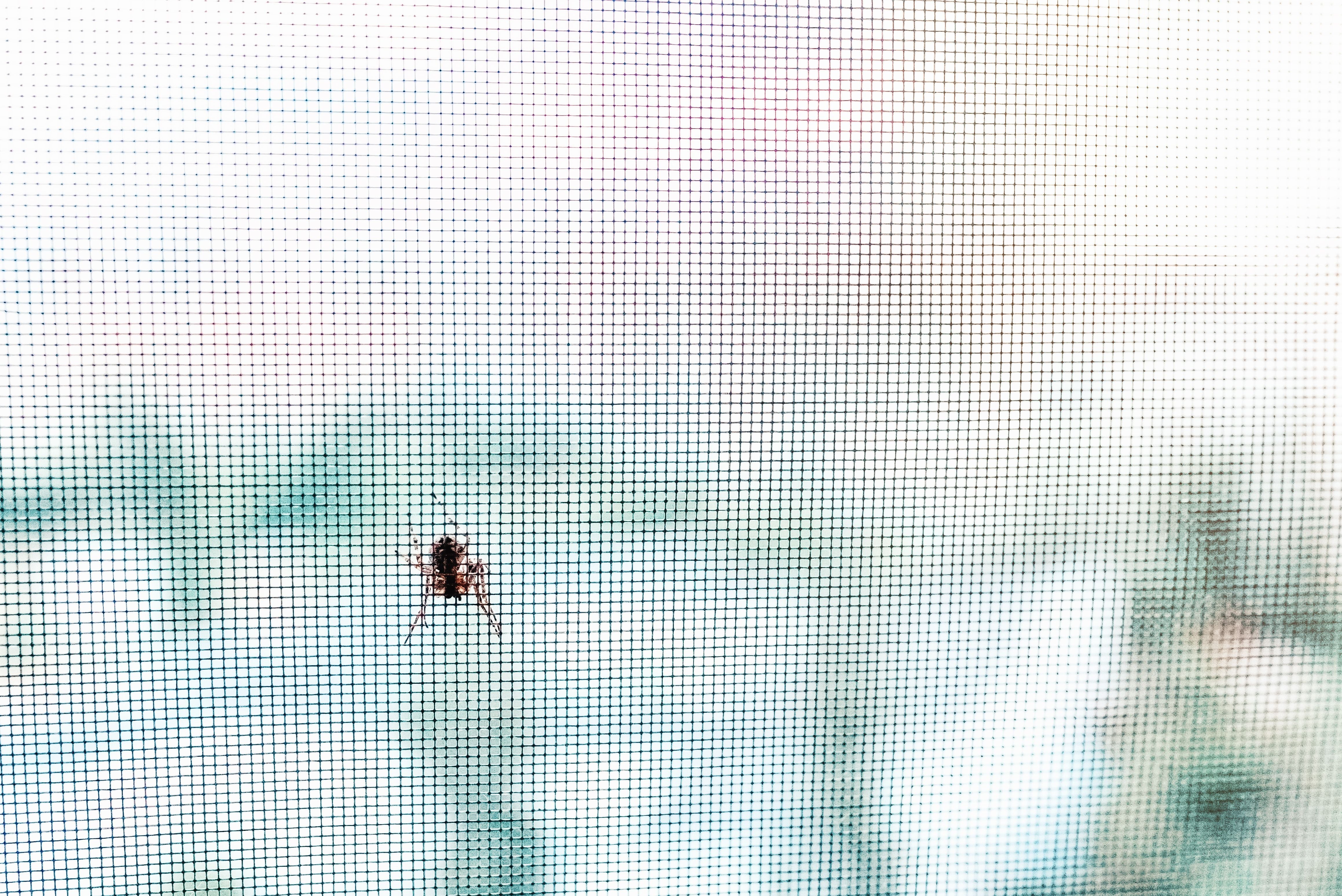 Kleine Spinne sitzt auf einem Fliegengitter vor unscharfem, natürlichem Hintergrund.