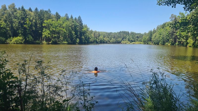 Eine Person schwimmt in einem ruhigen See, umgeben von dichtem Wald bei klarem Himmel.