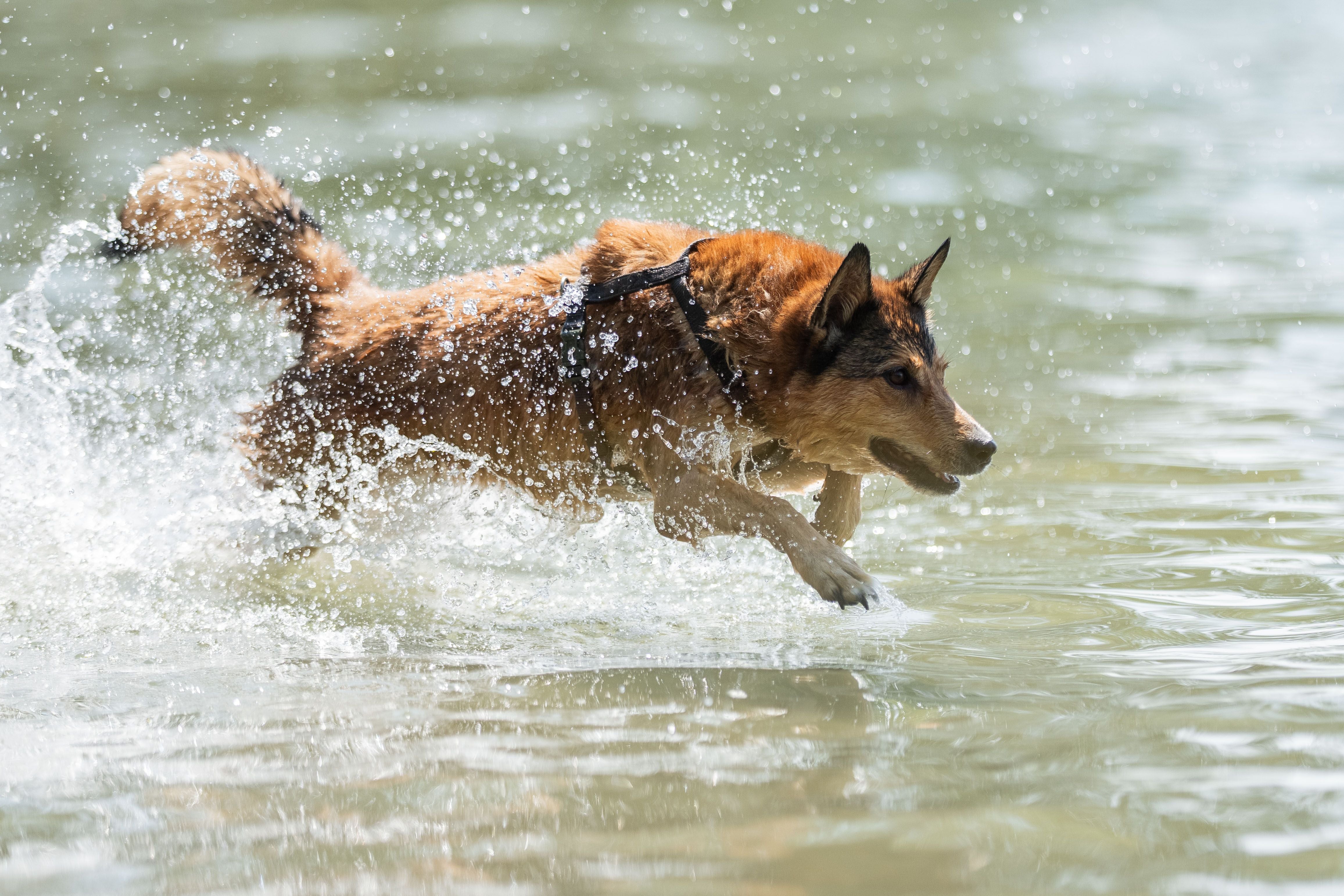 Ein brauner Hund rennt spritzend und fröhlich durch seichtes Wasser.