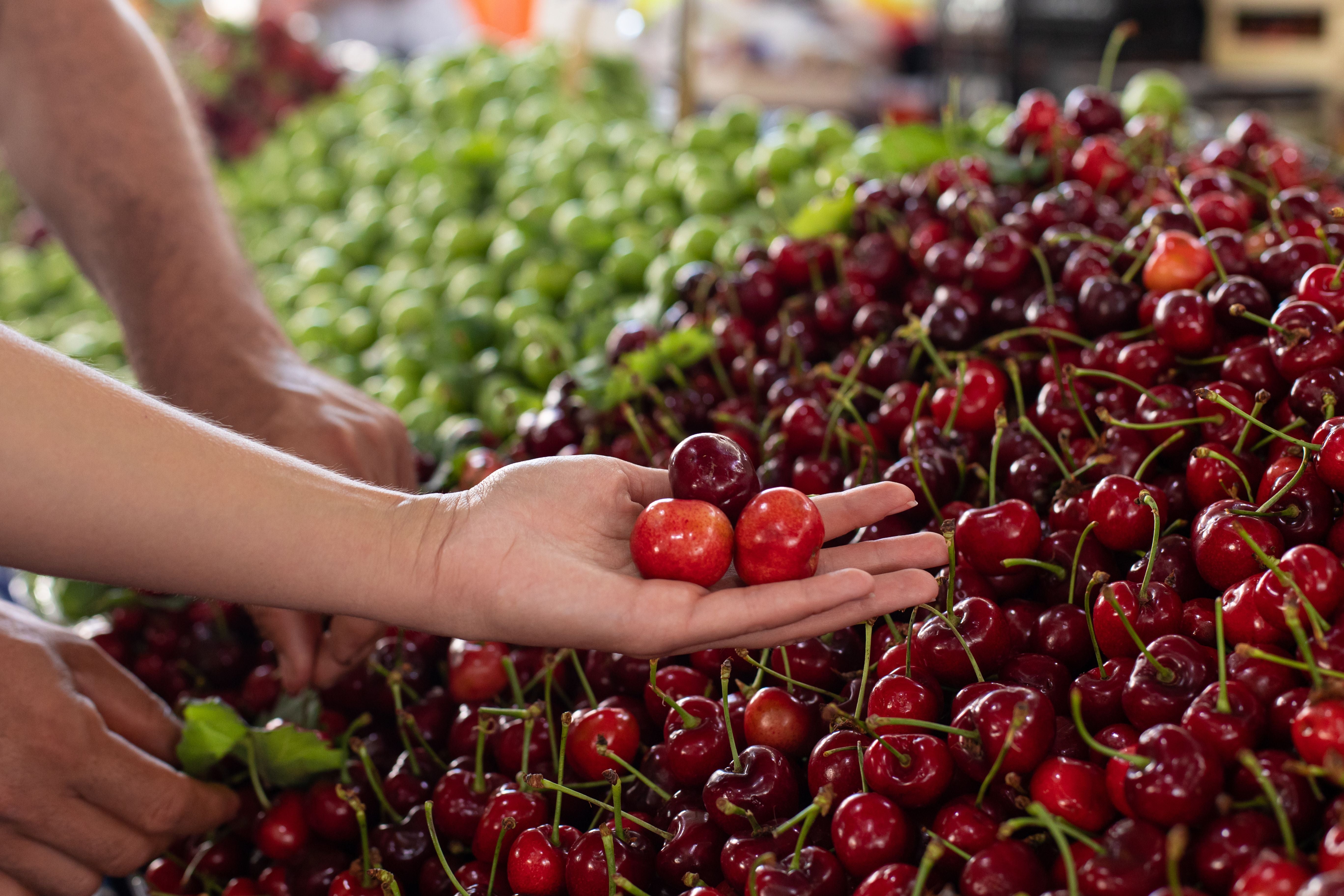 Eine Hand hält drei Kirschen über einem großen Haufen frischer Kirschen auf dem Markt.