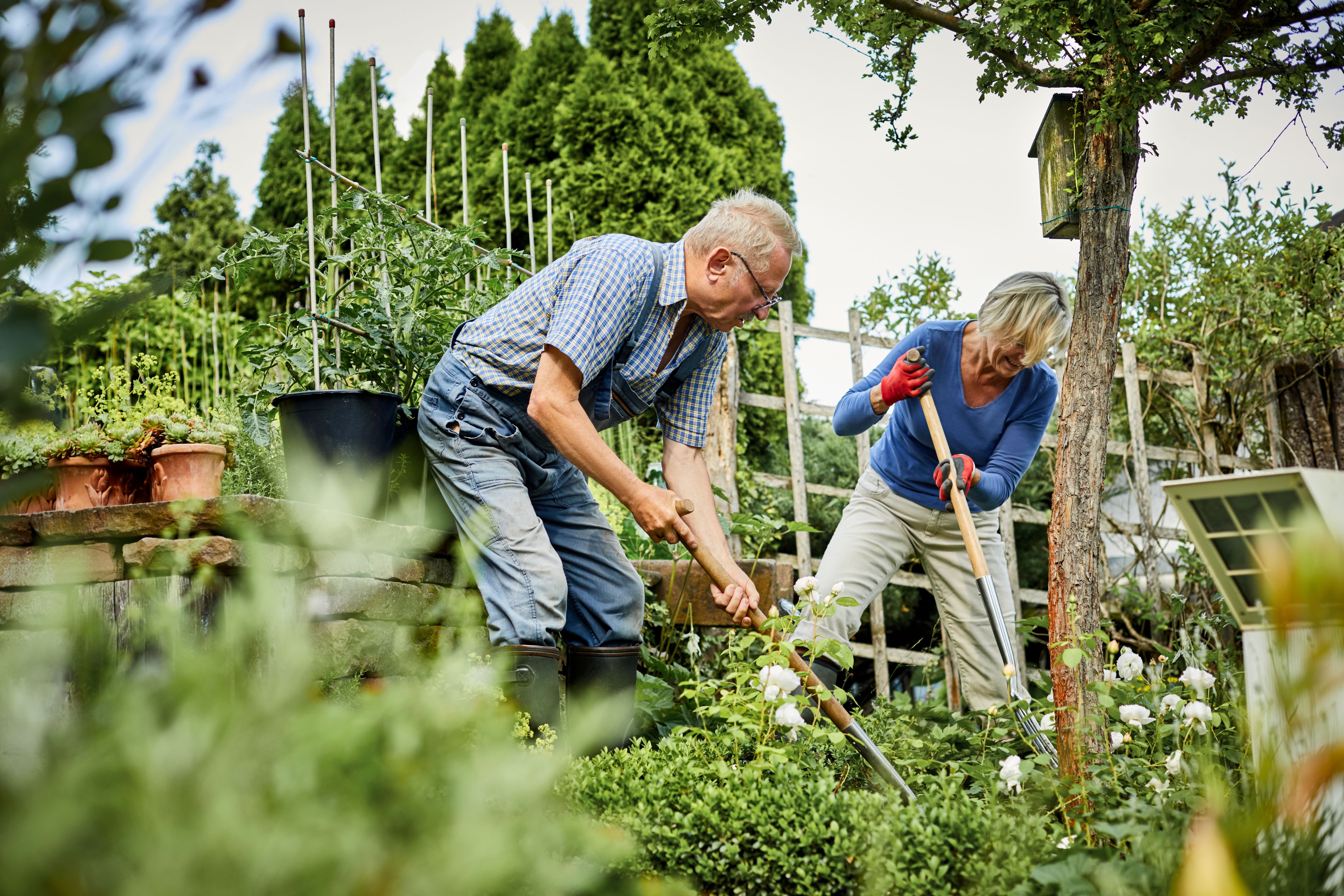 Ein älteres Paar arbeitet zusammen mit Werkzeugen in einem blühenden Garten.