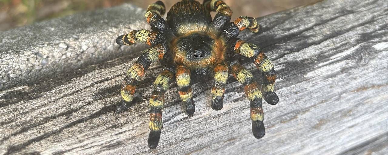 Der echten Spinne aus der Distanz zum Verwechseln ähnlich.