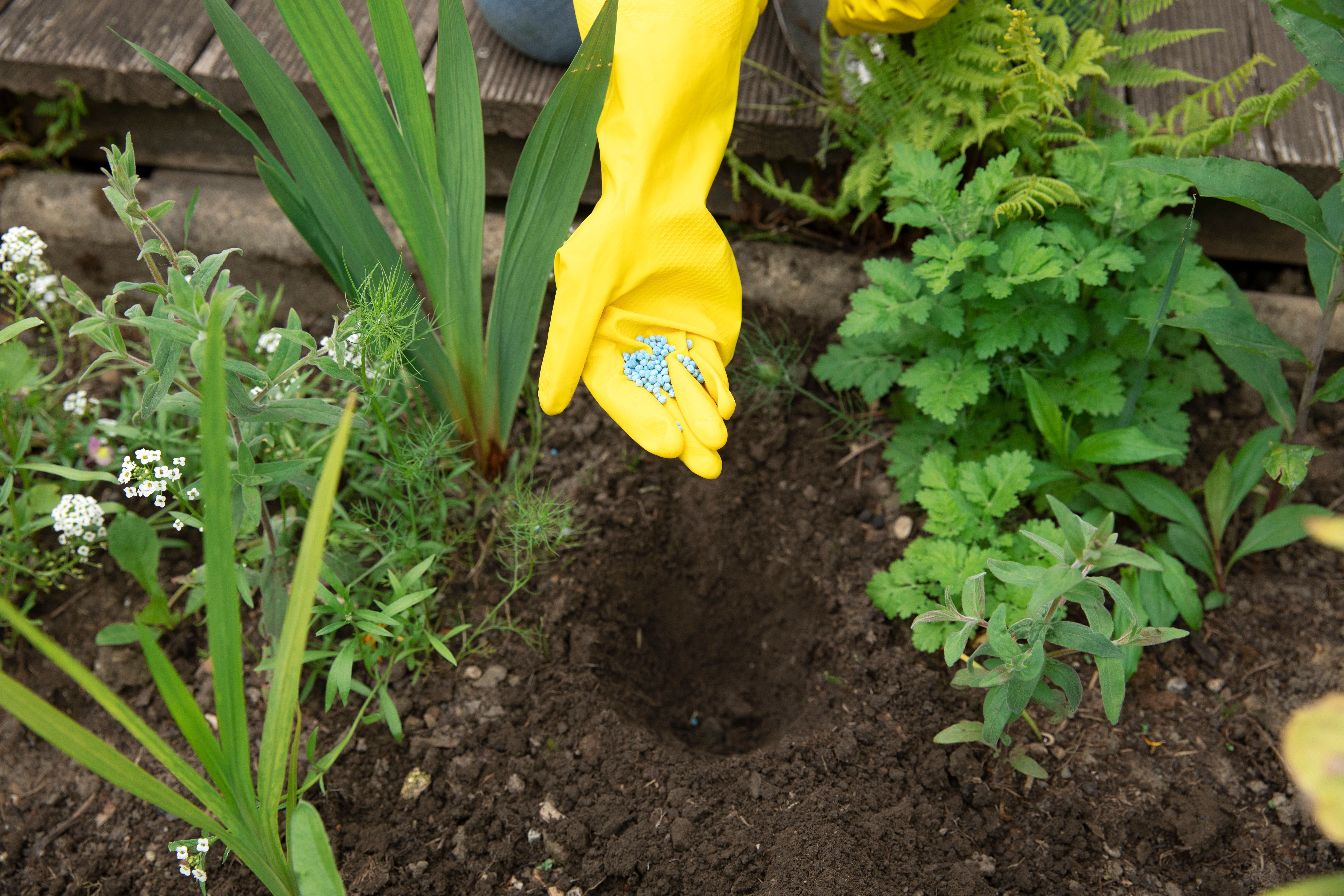 Hand mit gelbem Handschuh streut blaue Düngerperlen in ein Pflanzloch im Garten.