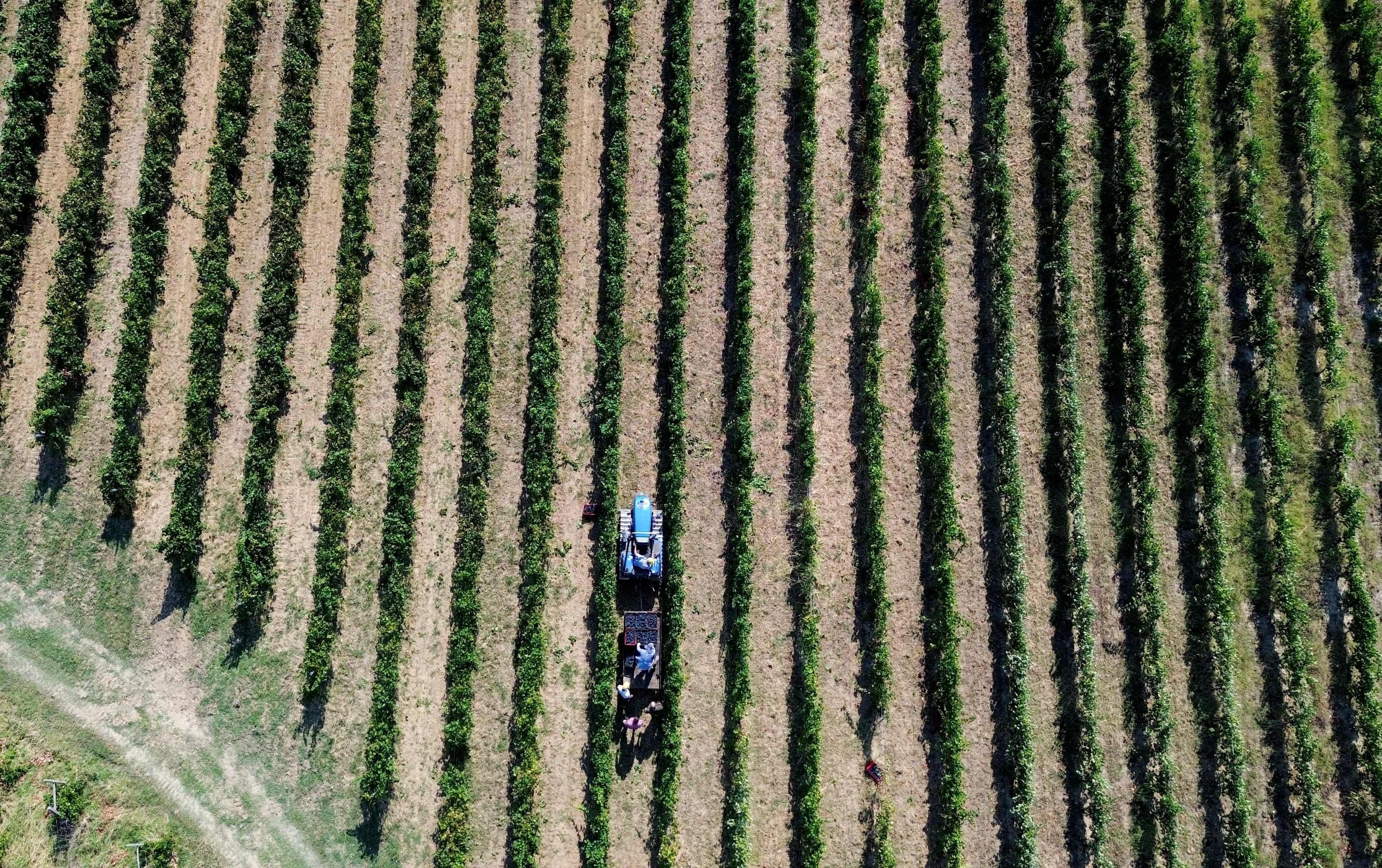 Luftaufnahme von Weinbergen mit Traktor und Arbeitern bei der Traubenernte in Italien.