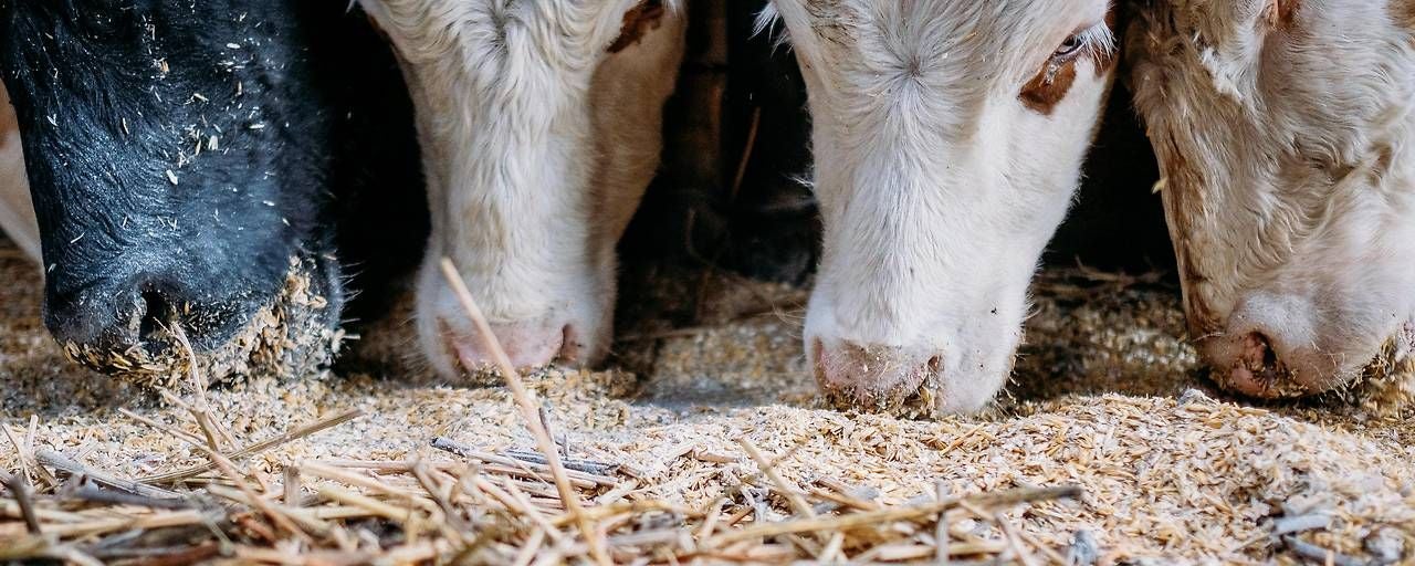Mehrere Kühe fressen im Stall Stroh und Futter vom Boden.