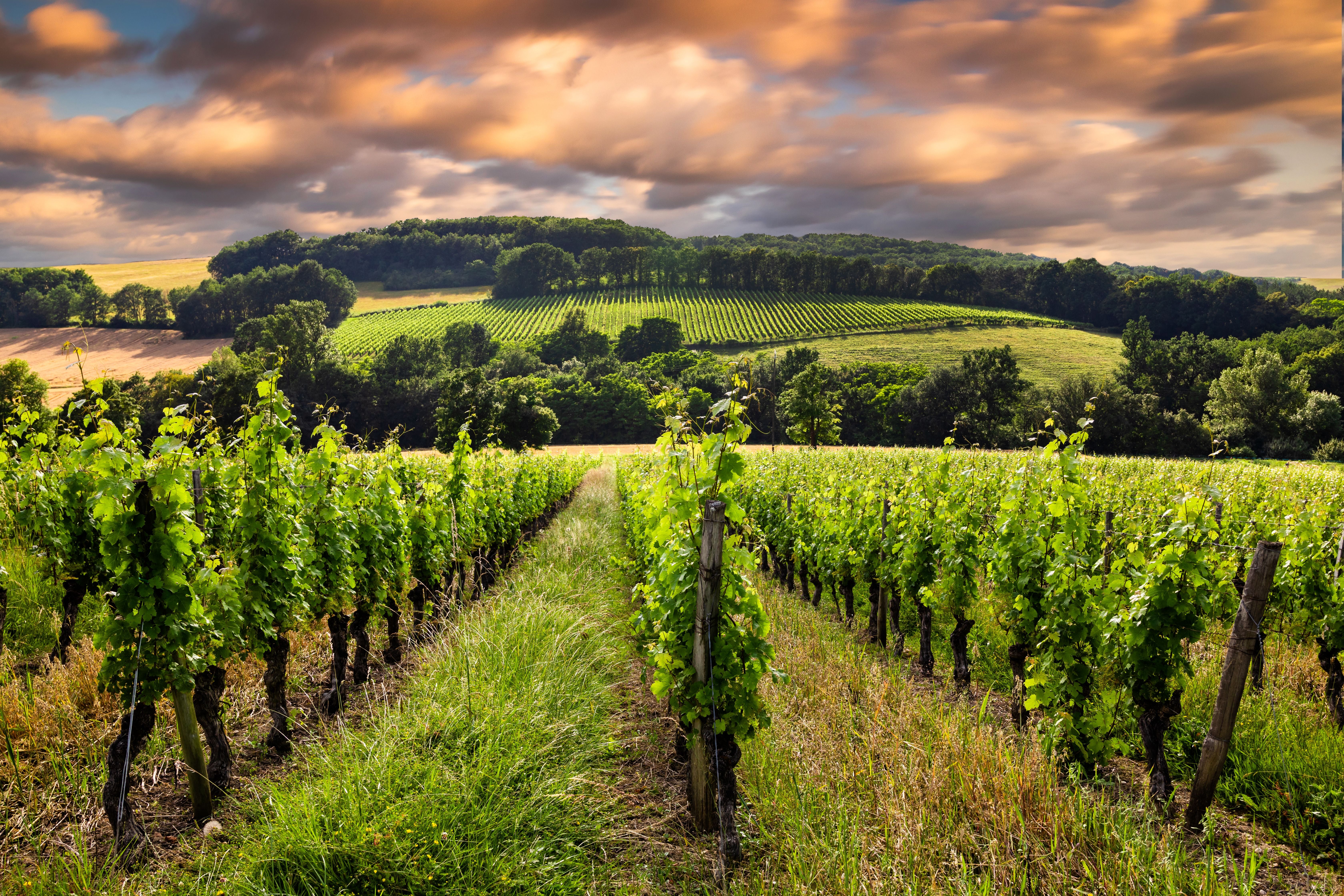 Weinreben in einem Weinberg bei Sonnenuntergang in Bordeaux, Frankreich.
