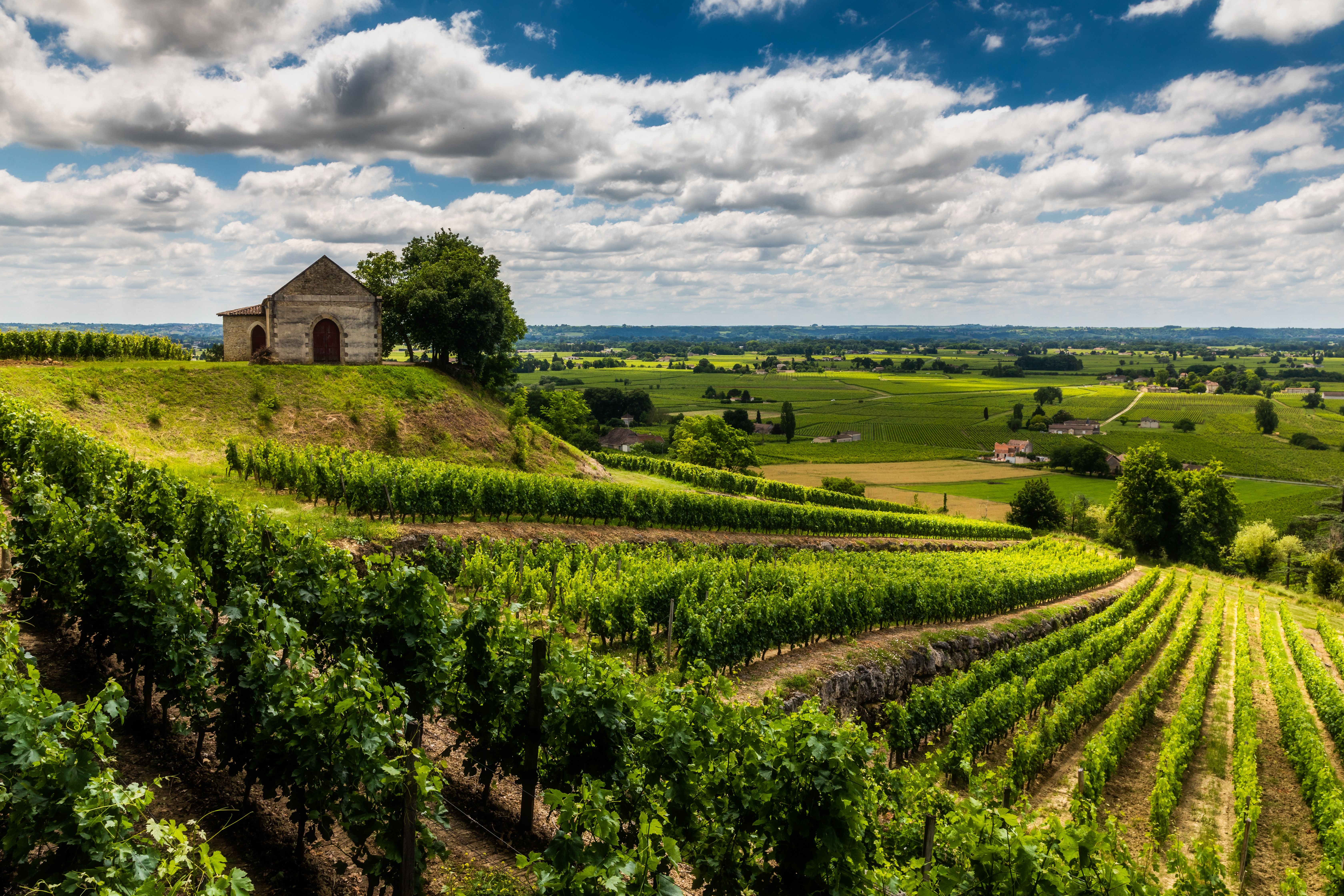 Weinberge mit kleinem Steinhaus auf einem Hügel in Bordeaux, Frankreich, unter bewölktem Himmel.