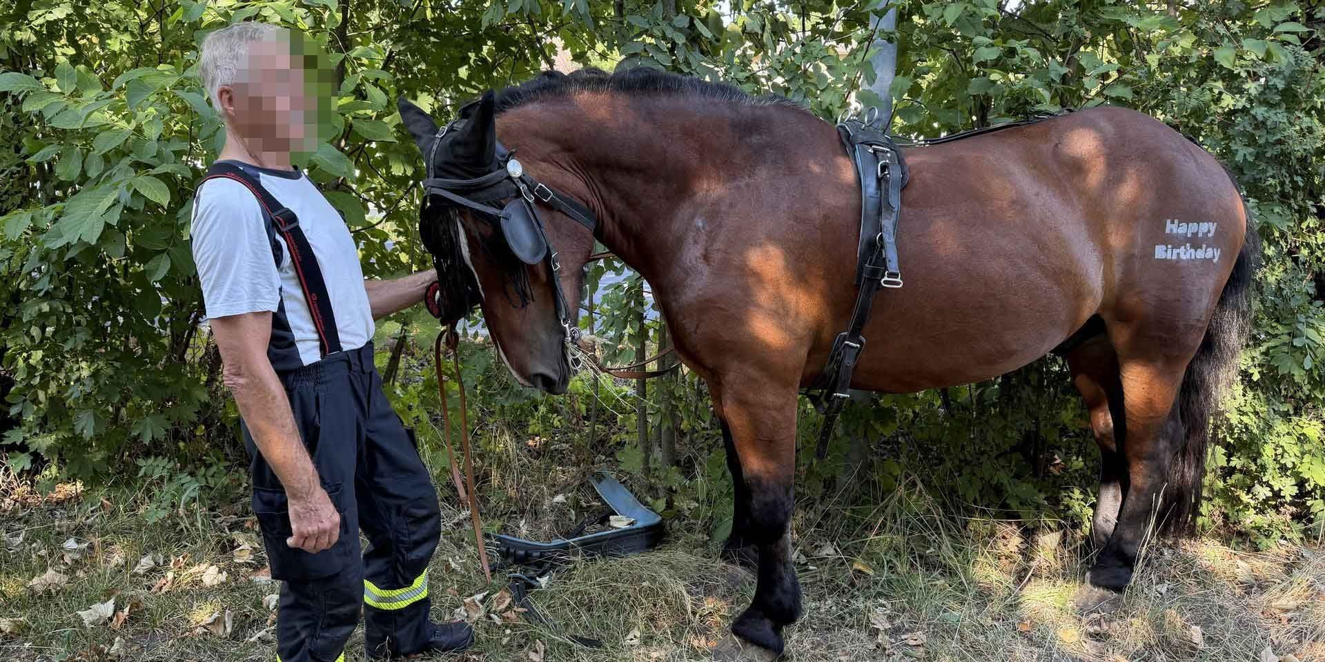 Ein Mann steht neben einem braunen Pferd mit Zaumzeug, im Hintergrund dichte Vegetation.