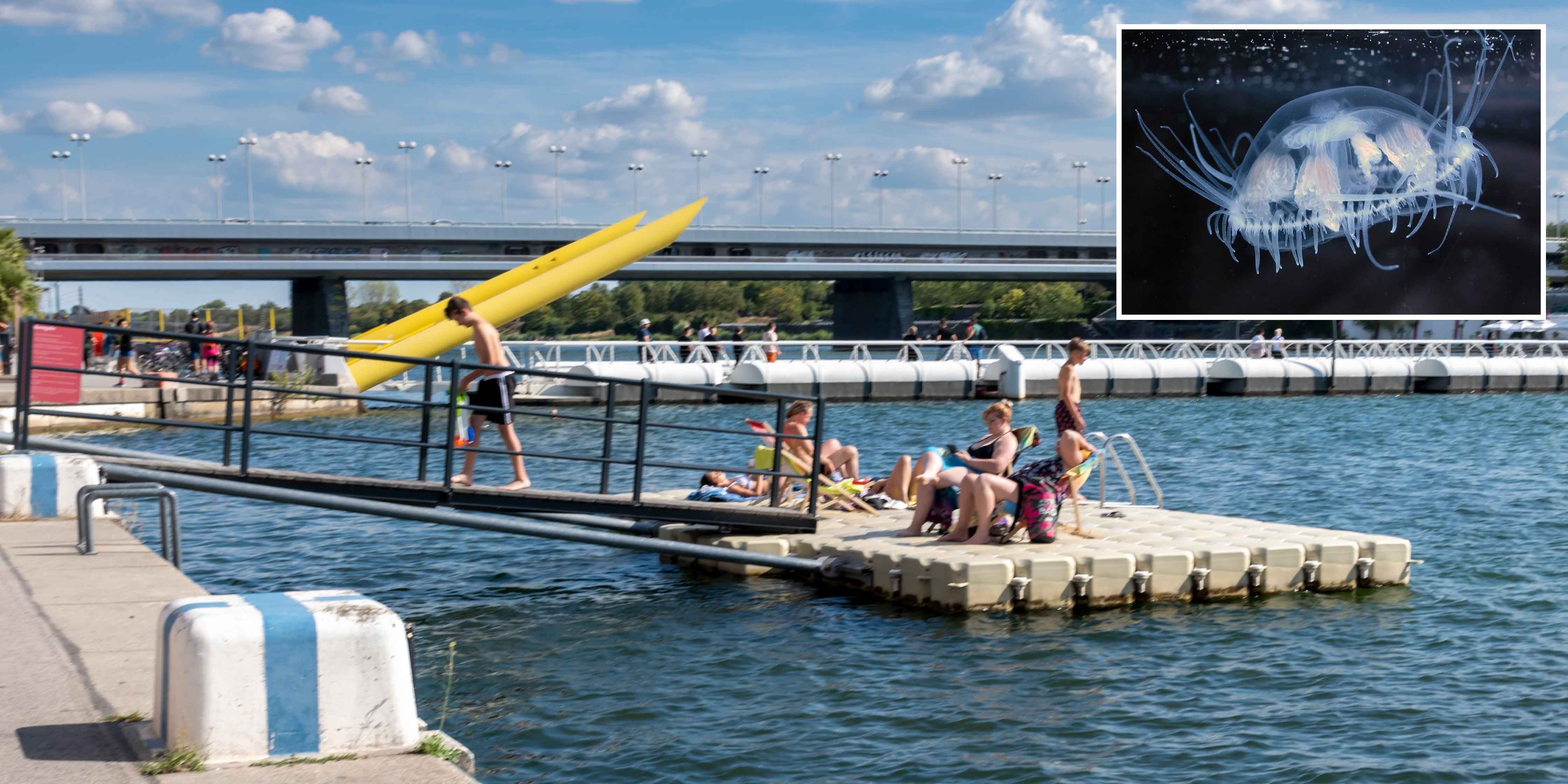 Badende Menschen auf einem Ponton in der Donau, oben rechts Bild einer Süßwasserqualle.