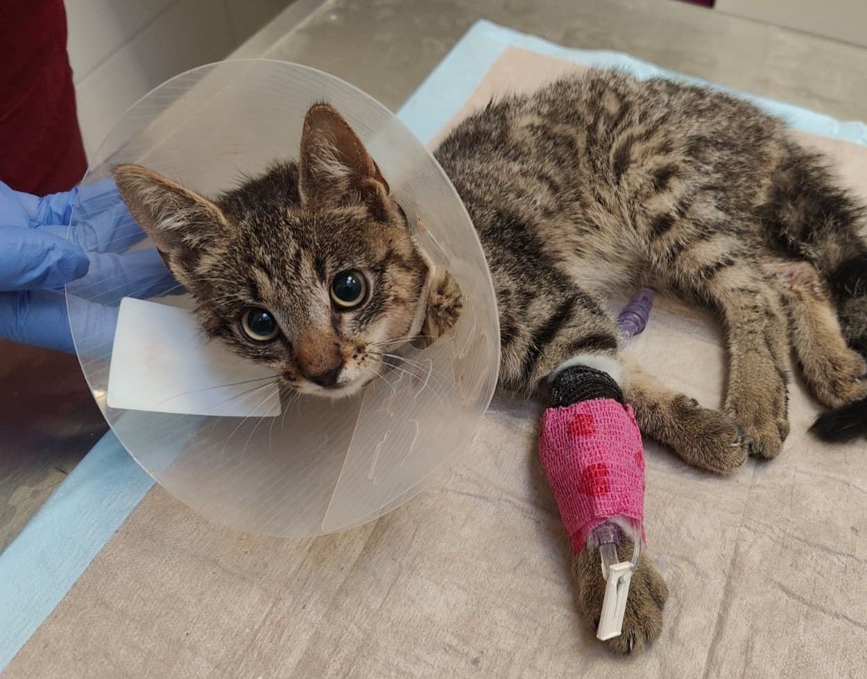 Getigerte Katze mit Halskragen und pinkem Verband liegt auf einer Decke beim Tierarzt.