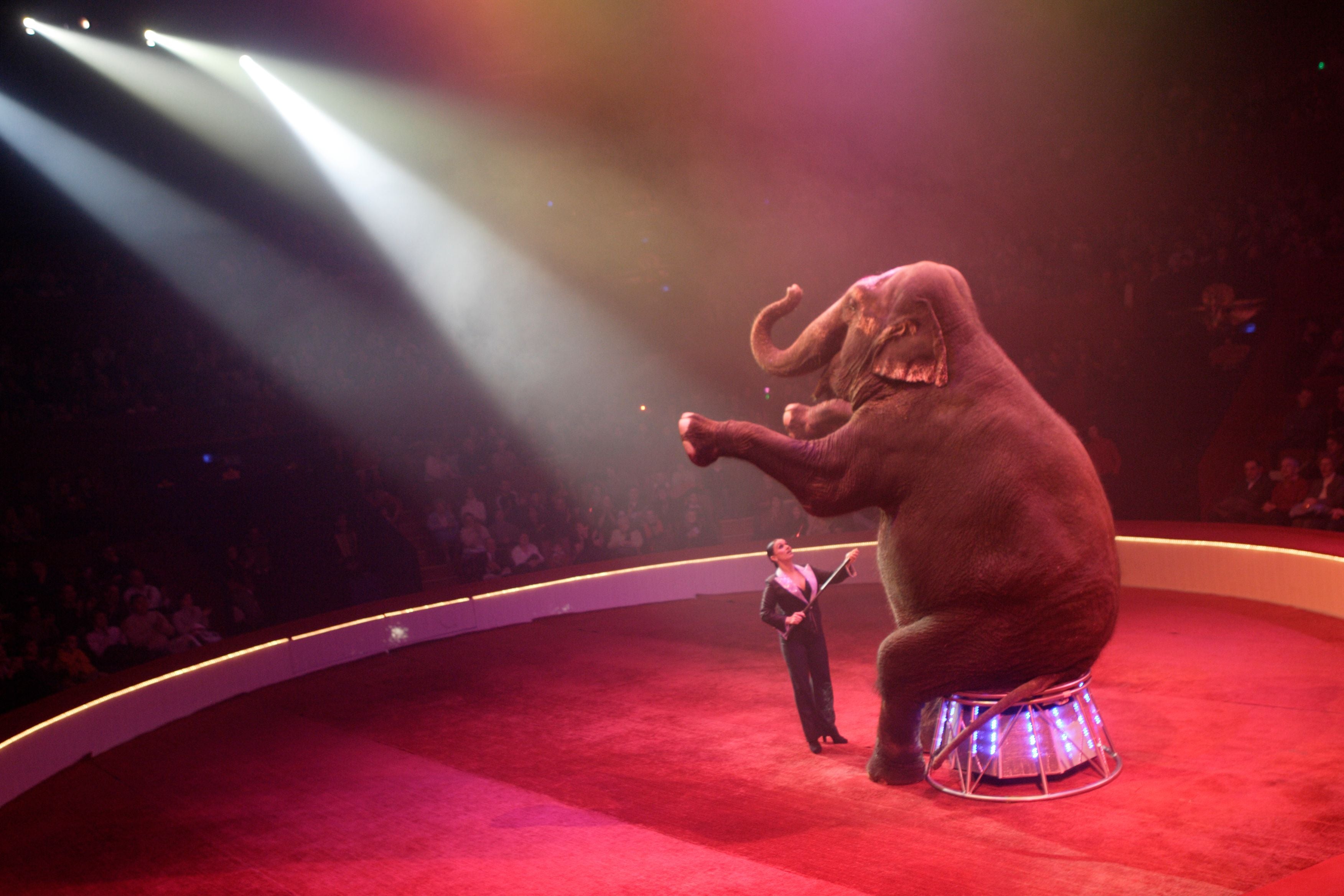 Ein Elefant sitzt auf einem Podest in einer Manege beim Bouglione-Zirkus in Paris.