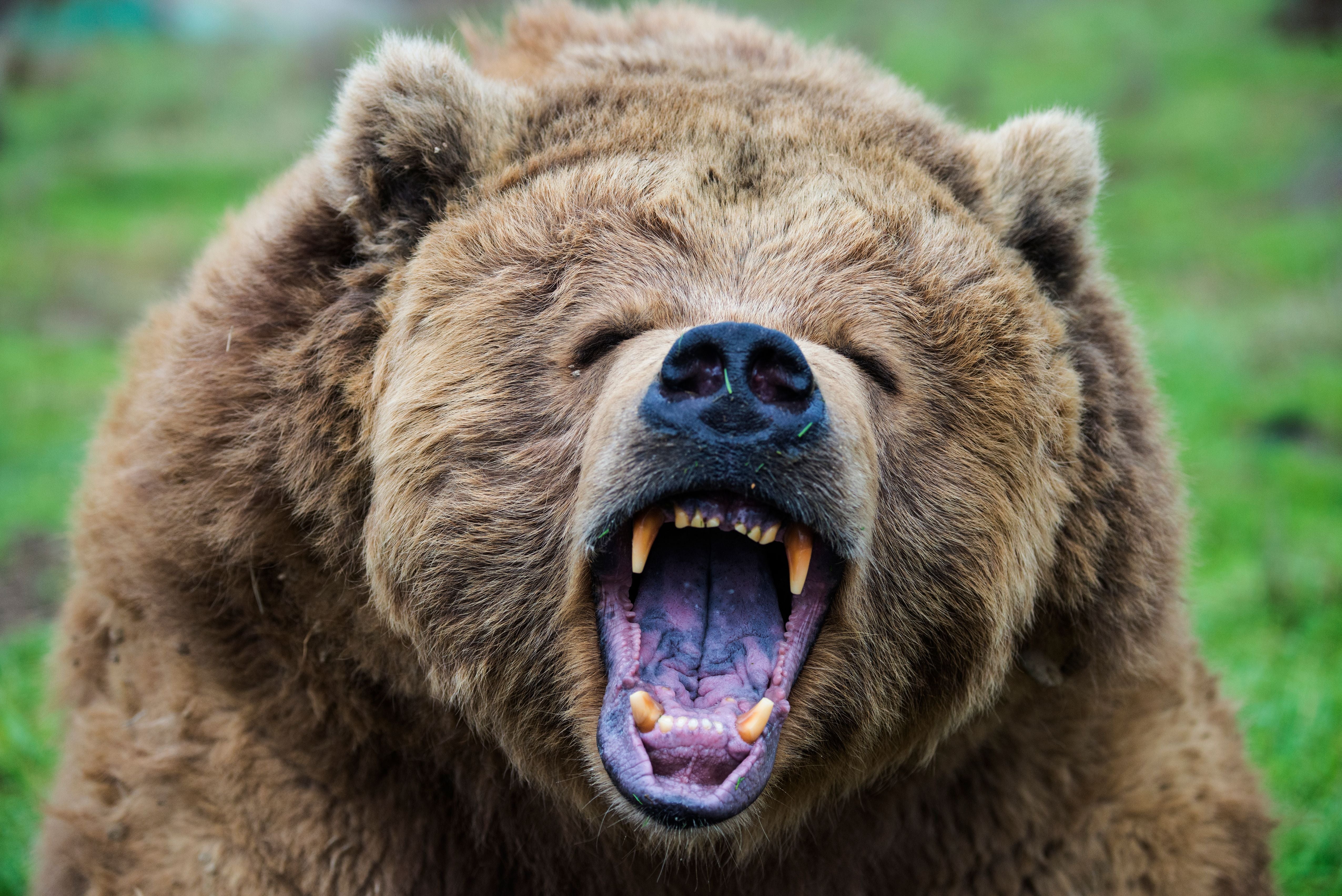 Ein Braunbär mit weit aufgerissenem Maul und sichtbaren Zähnen in Nahaufnahme.