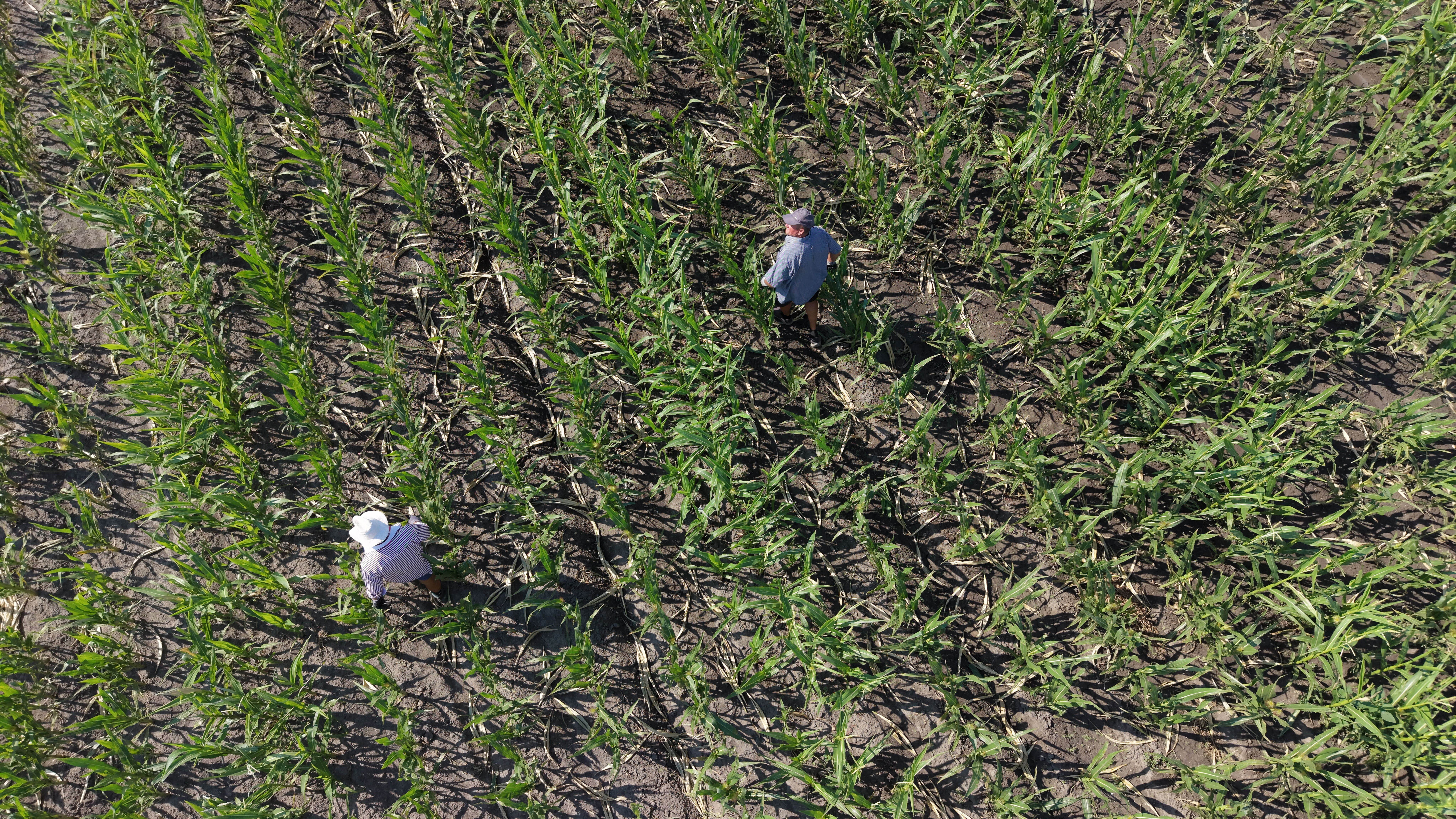 Zwei Personen kontrollieren ein spärlich bewachsenes Maisfeld bei Trockenheit aus der Vogelperspektive.