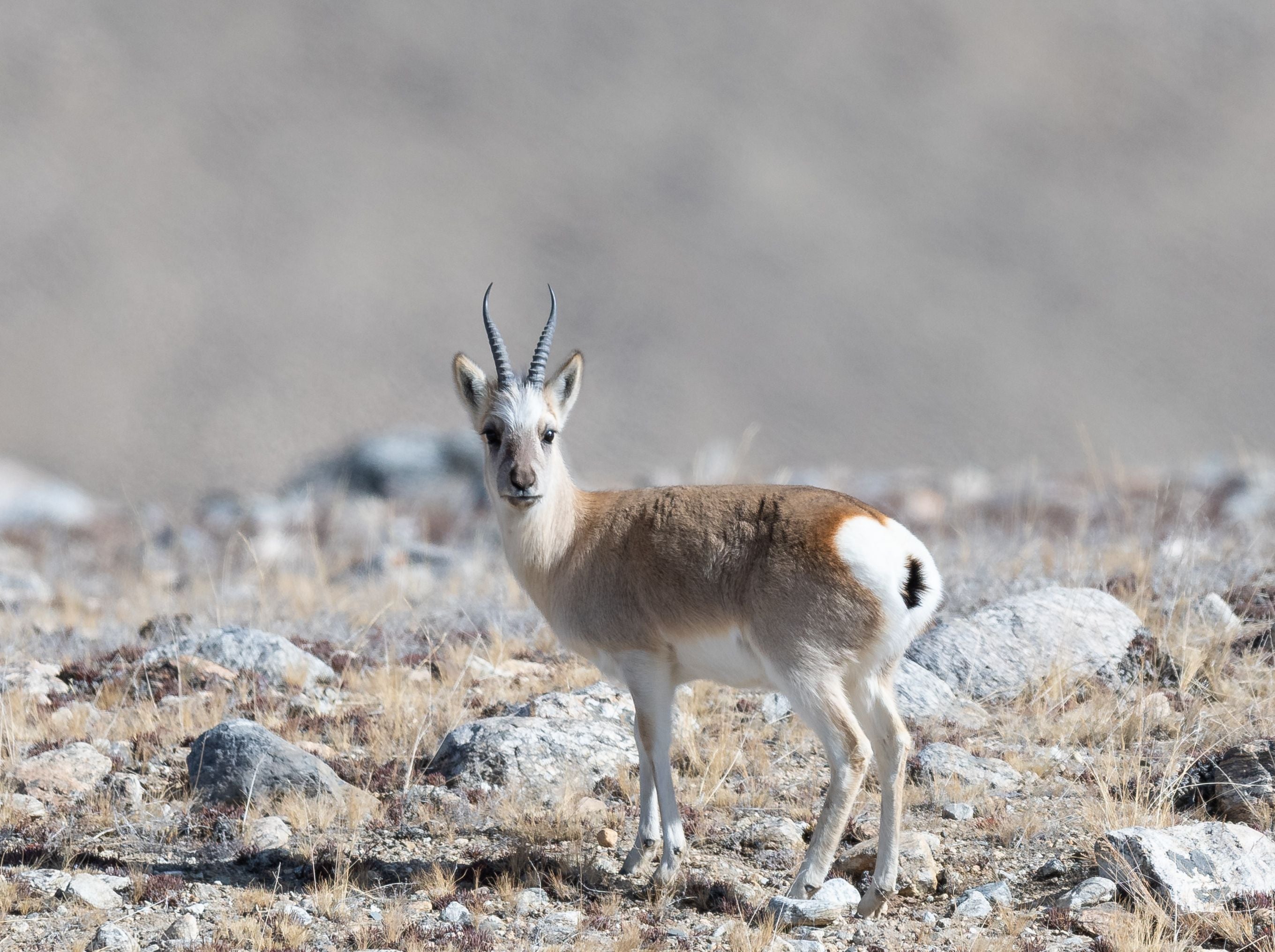 Eine Tibet-Gazelle steht auf steinigem, trockenem Boden in einer offenen Landschaft.