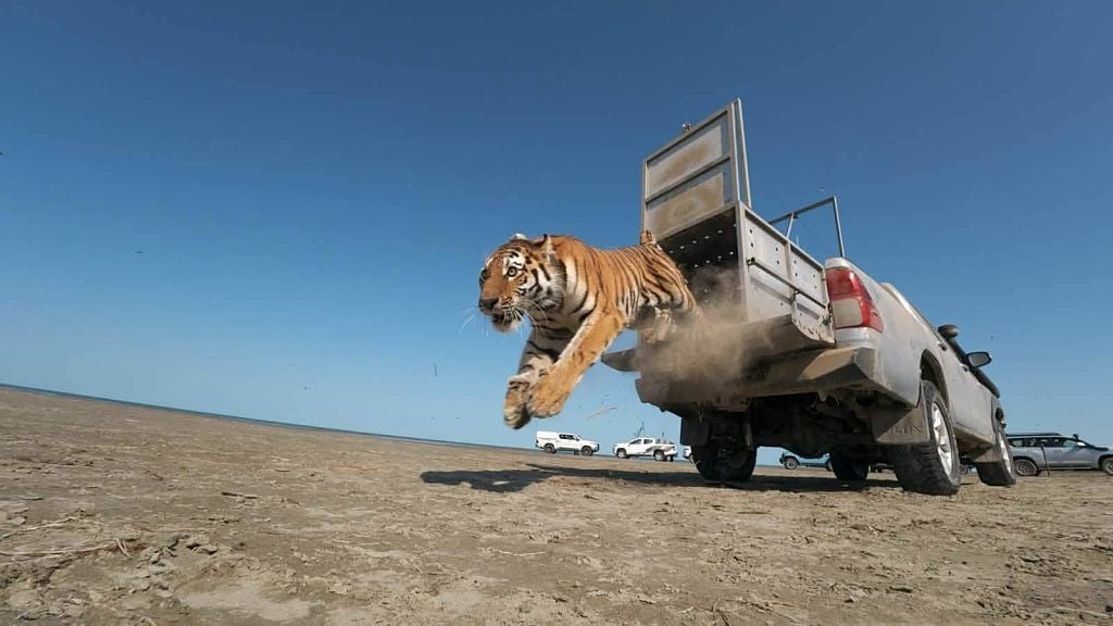 Eine Amur-Tigerin springt aus einer Transportbox von einem Pickup in eine sandige Steppe.