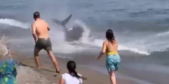Menschen am Strand nähern sich einem großen Thunfisch, der im seichten Wasser zappelt.