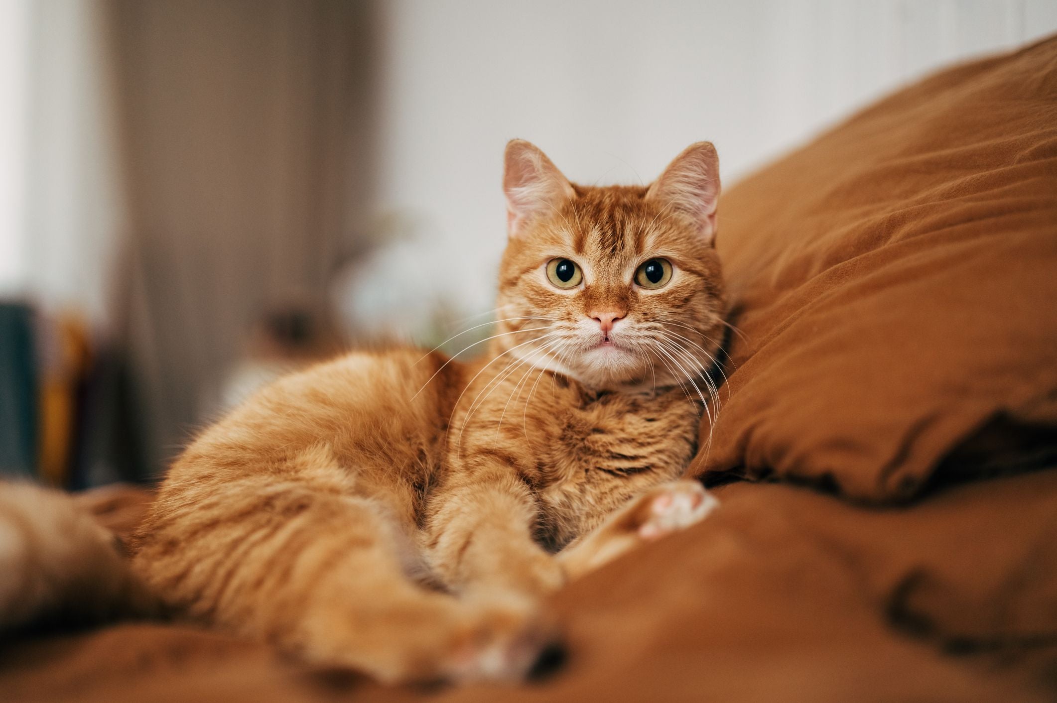 Eine orangefarbene Kurzhaarkatze liegt entspannt auf einem braunen Bett.