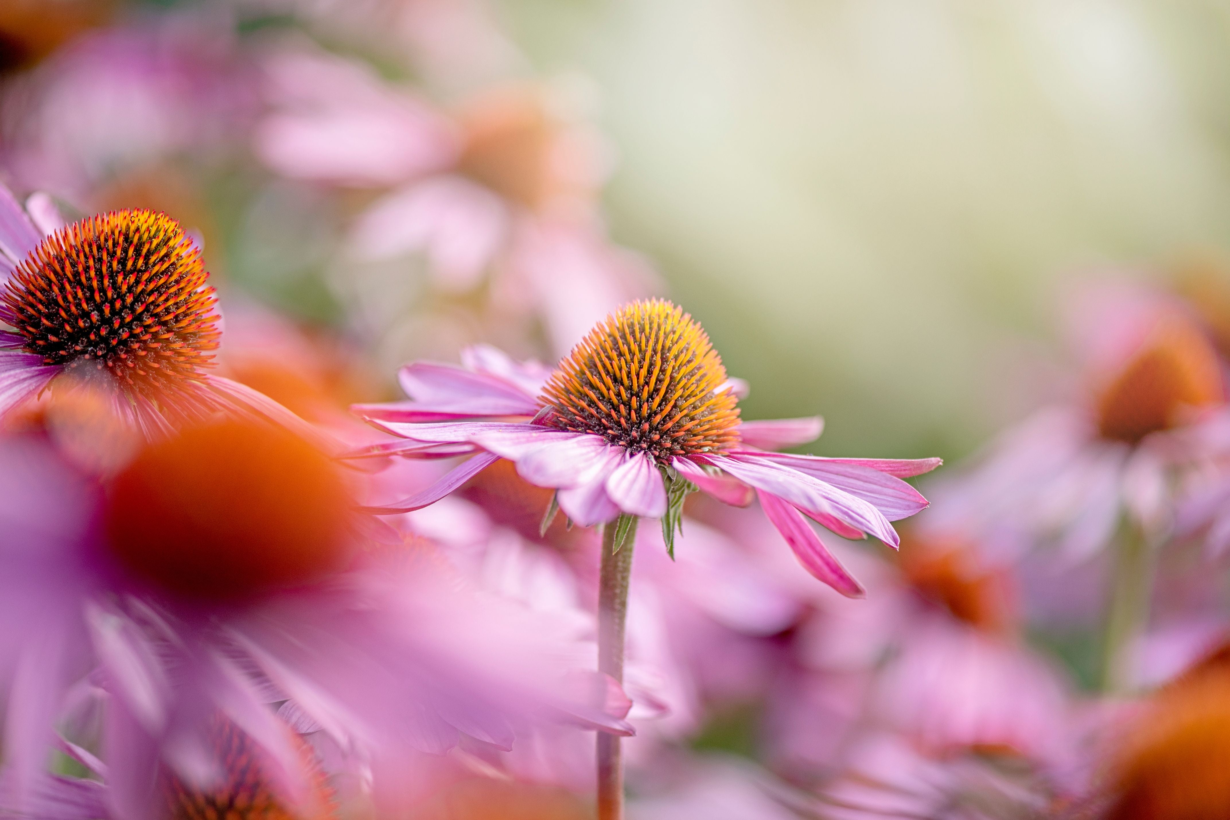 Nahaufnahme von pinkfarbenen Sonnenhut-Blüten mit grünem, unscharfem Hintergrund.