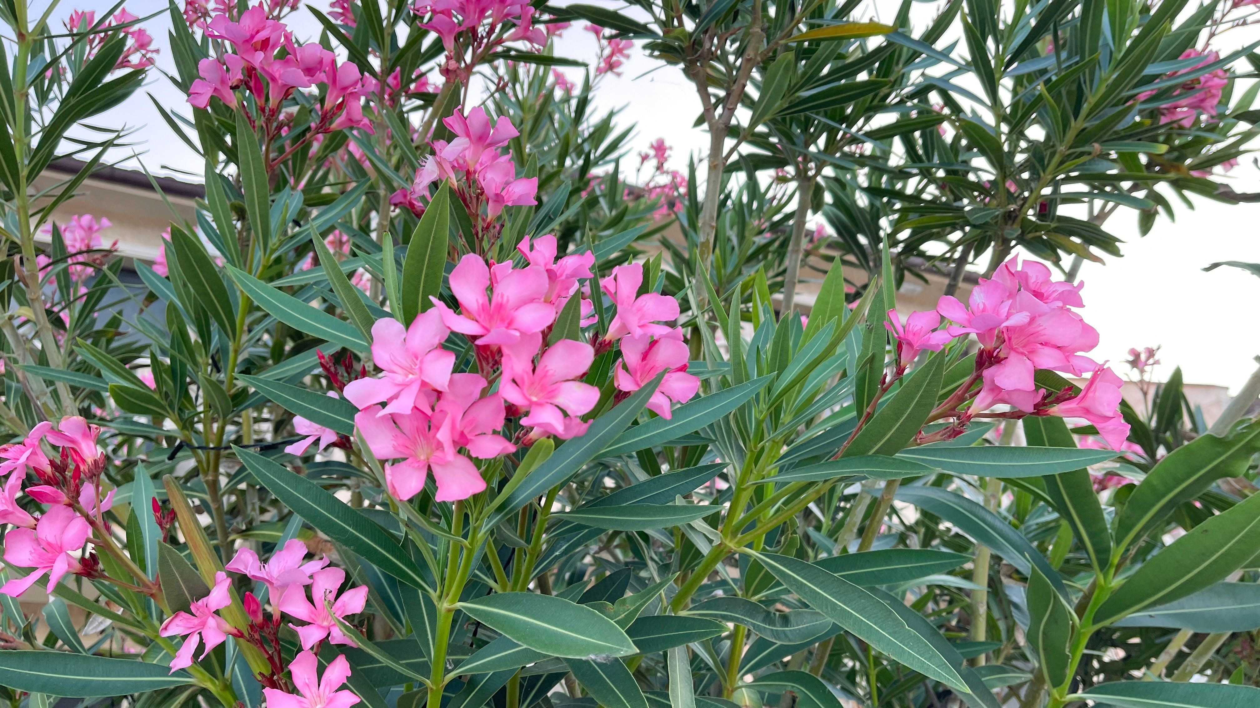 Oleanderstrauch mit vielen rosa Blüten und langen, dunkelgrünen Blättern.
